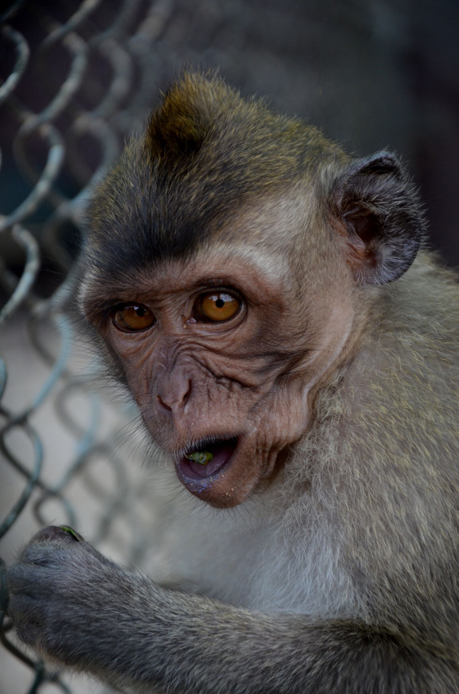 Nikon D7000 sample photo. Wild, animal, zoo photography