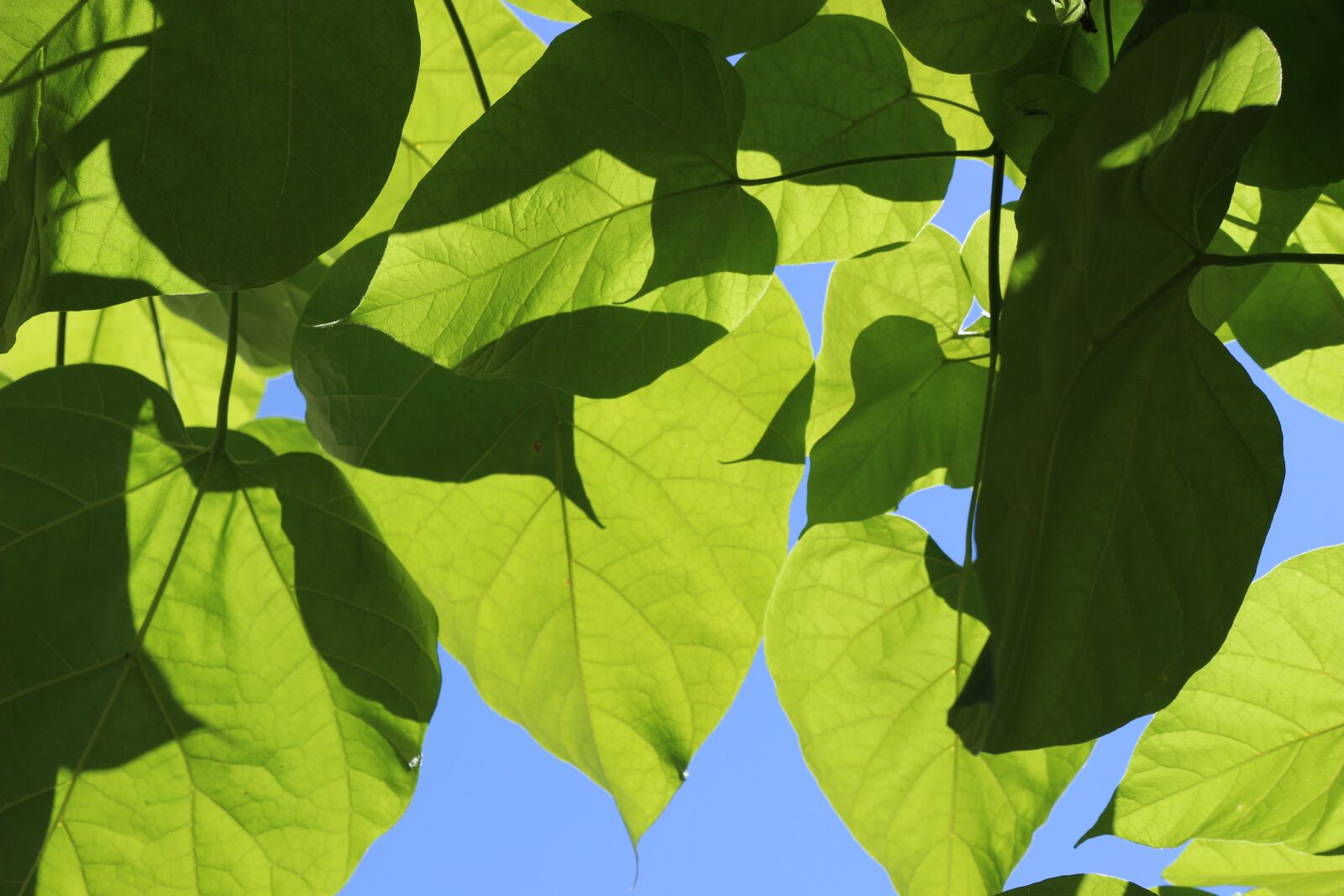 Canon EOS 100D (EOS Rebel SL1 / EOS Kiss X7) sample photo. Leaves, green, nature photography