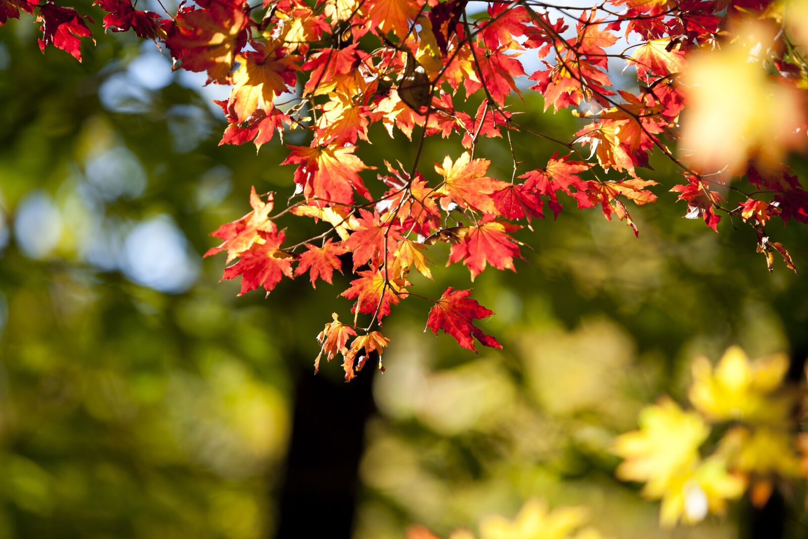 Canon EOS 5D sample photo. Autumn leaves, autumn, red photography