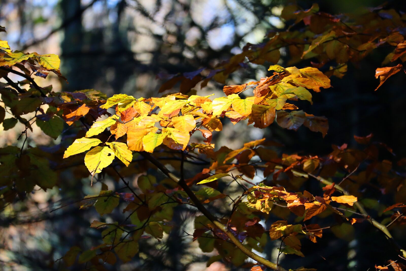 Canon EOS M50 (EOS Kiss M) + Canon EF-M 55-200mm F4.5-6.3 IS STM sample photo. Leaves, forest, autumn photography
