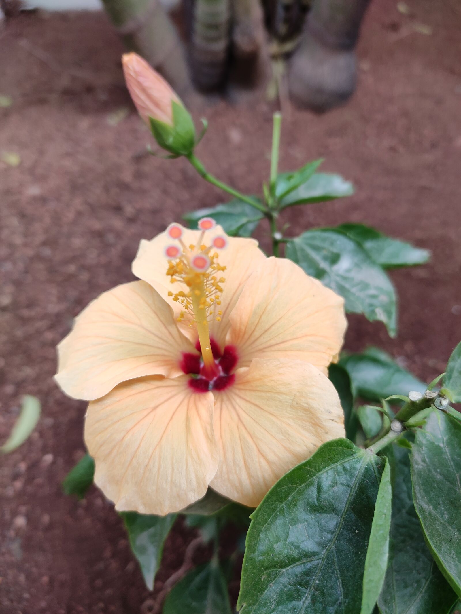 Xiaomi Redmi Note 7 Pro sample photo. Hibiscus, flower, yellow flower photography