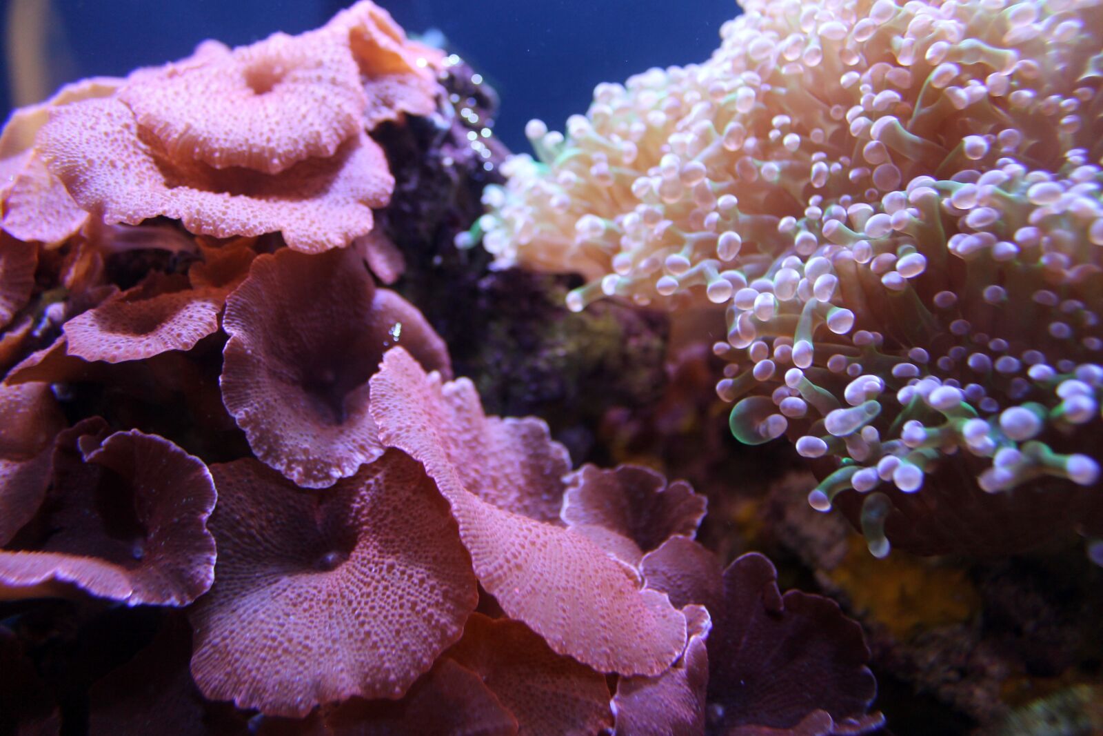 Canon EOS 1100D (EOS Rebel T3 / EOS Kiss X50) sample photo. Coral, reef, aquarium photography