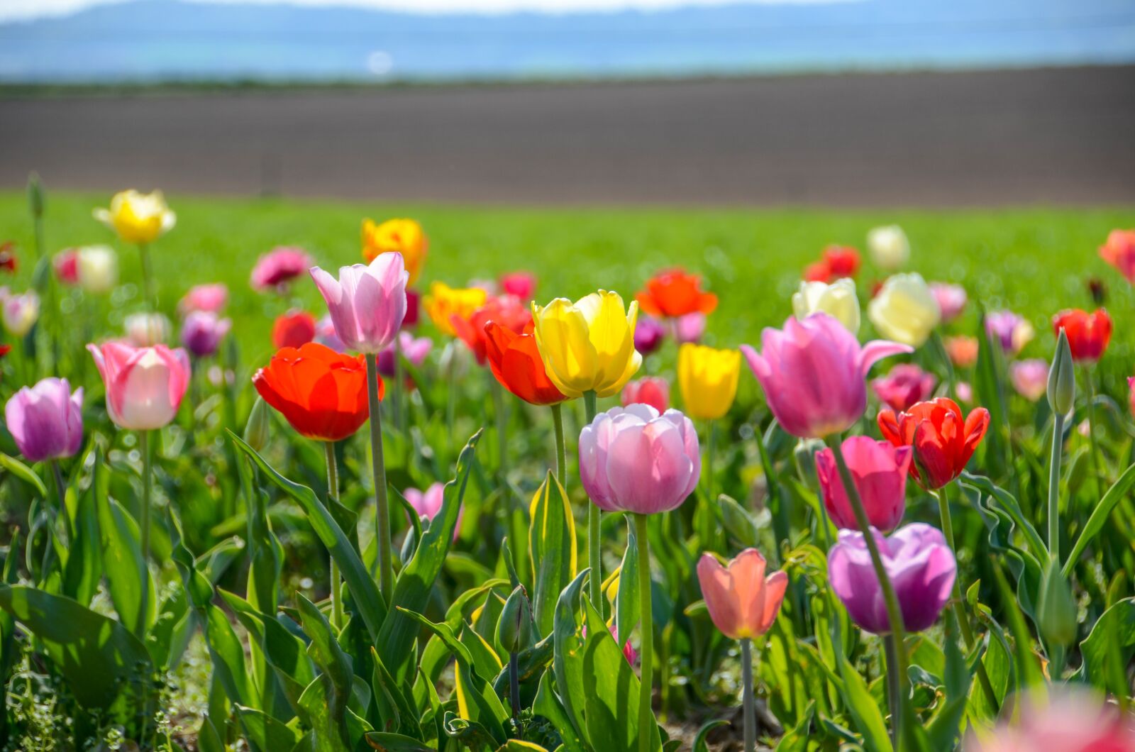 Nikon D7000 sample photo. Tulips, tulip field, tulpenbluete photography