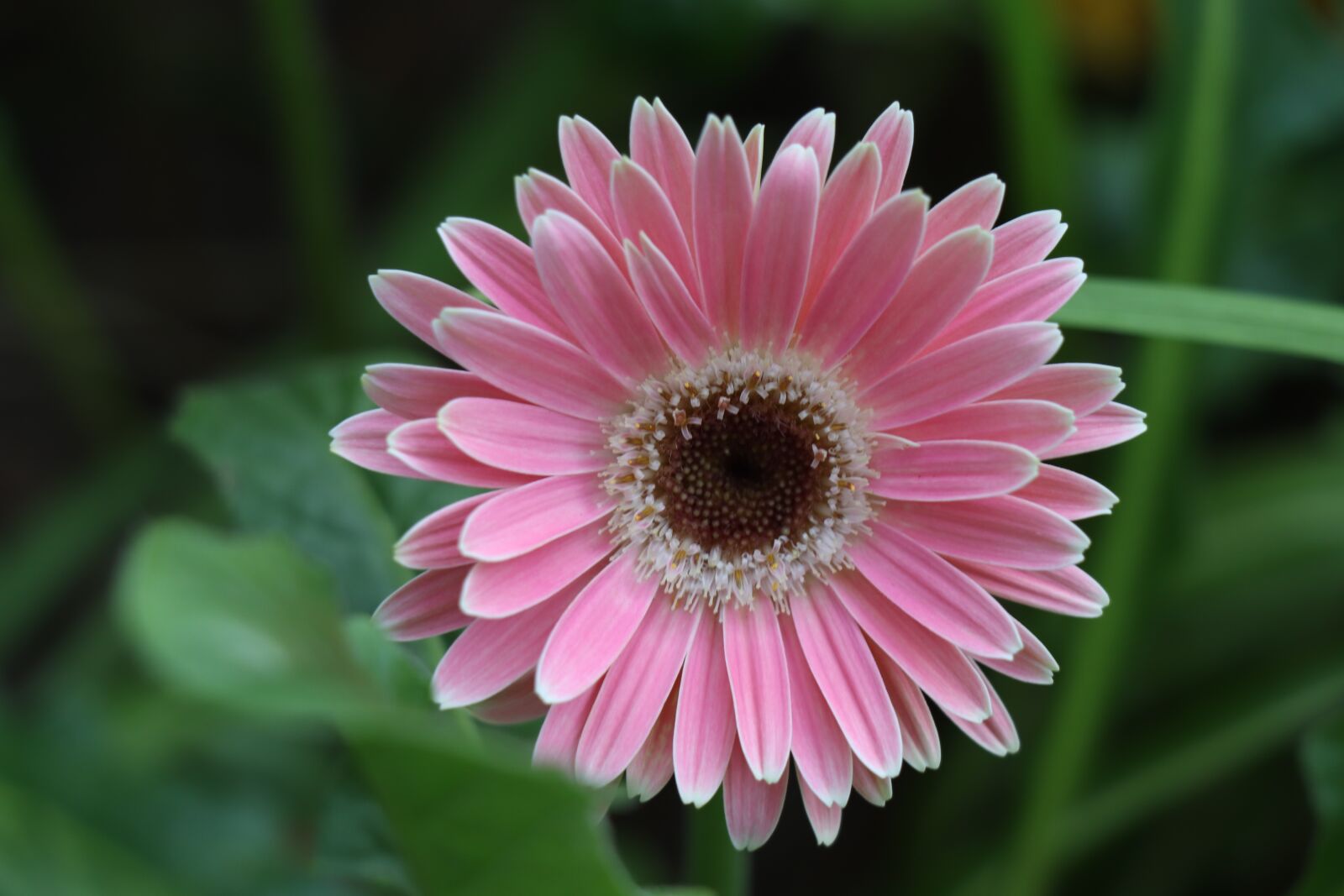 Canon EOS 77D (EOS 9000D / EOS 770D) sample photo. Gerbera, flower, pink photography