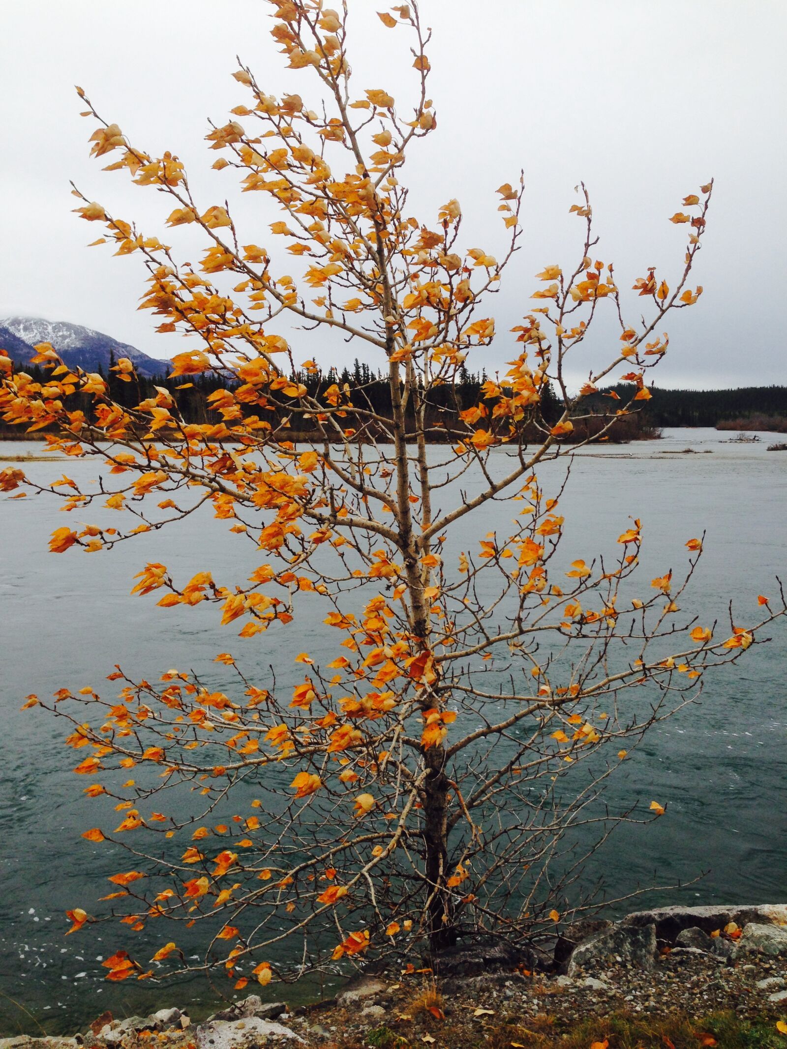 iPhone 5 back camera 4.12mm f/2.4 sample photo. Autumn, chilly, cloudy, fall photography