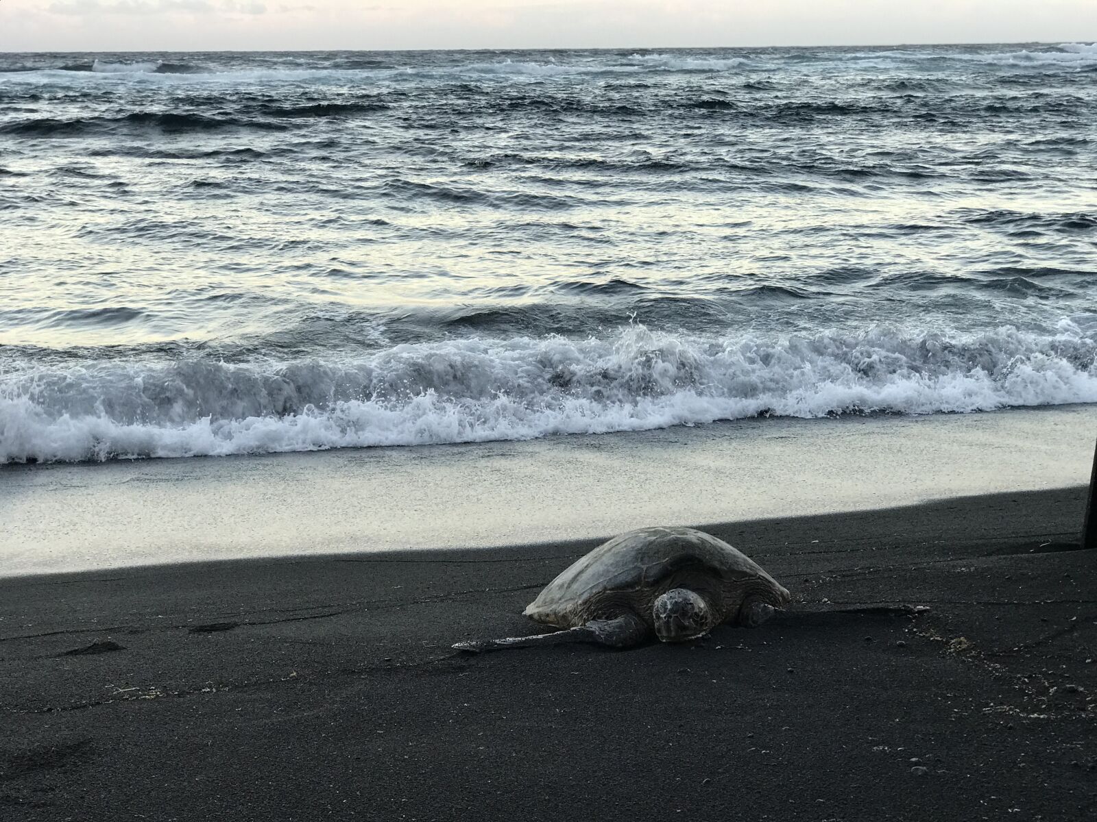 iPhone 7 Plus back dual camera 6.6mm f/2.8 sample photo. Black sand, sand, beach photography
