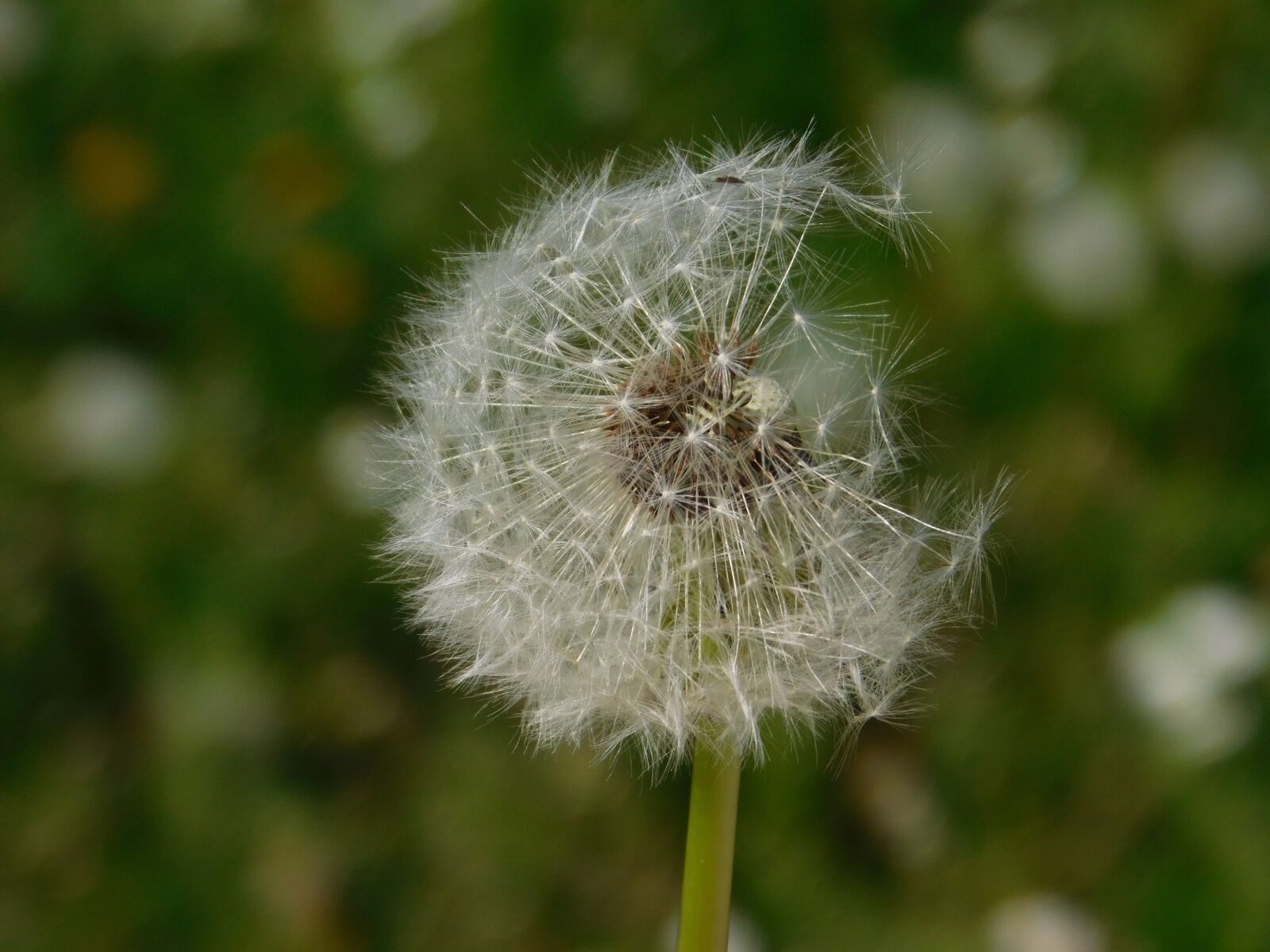 Nikon Coolpix L840 sample photo. Flower, dandelion, seeds photography