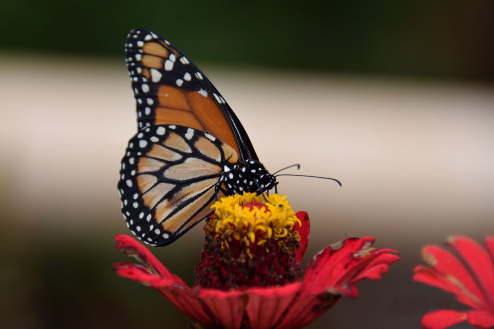 Nikon D5300 sample photo. Butterfly, flower, macro photography