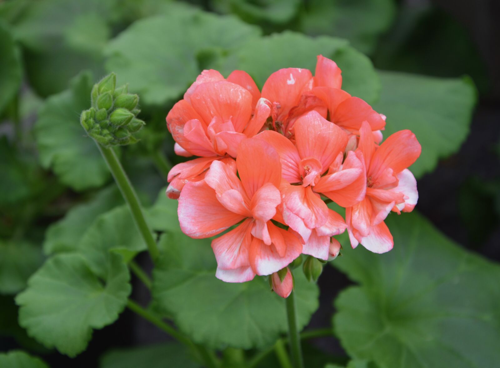 Nikon D5200 sample photo. Geranium, nature, flower photography