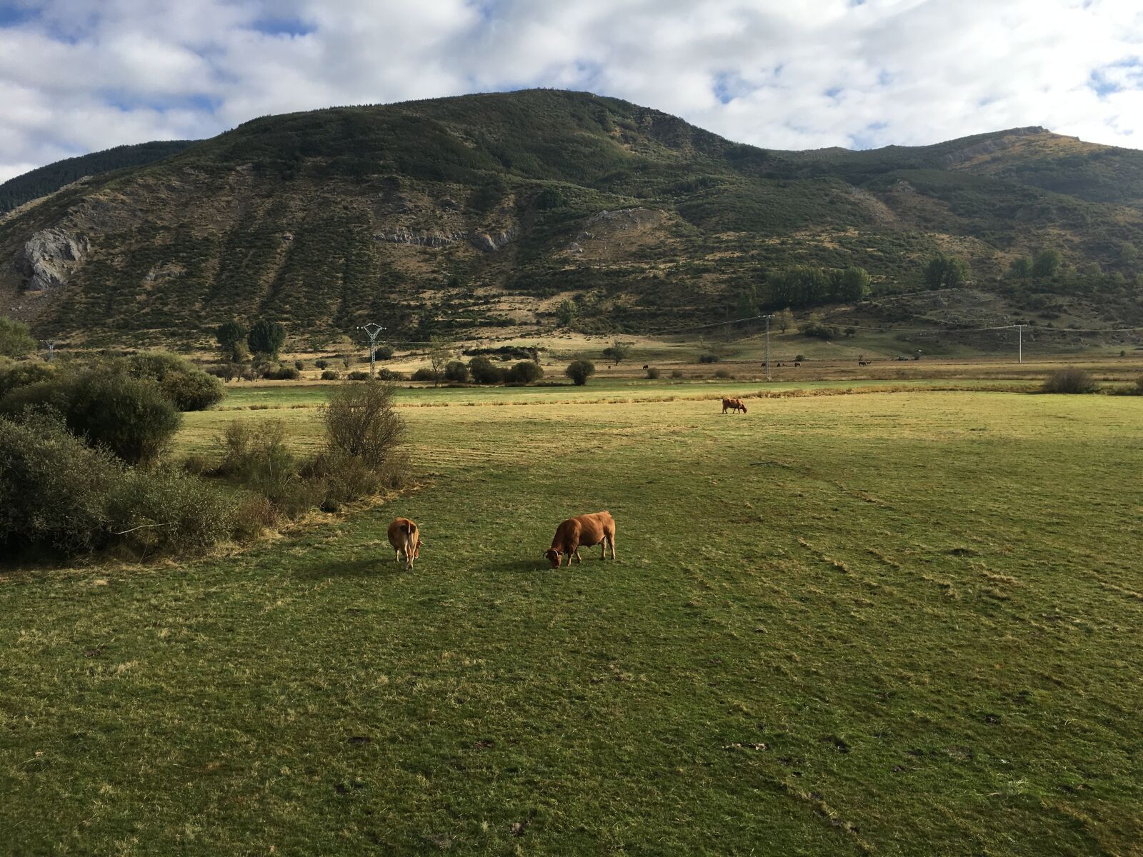 Apple iPhone 6s Plus sample photo. Mount, mountain, cows photography