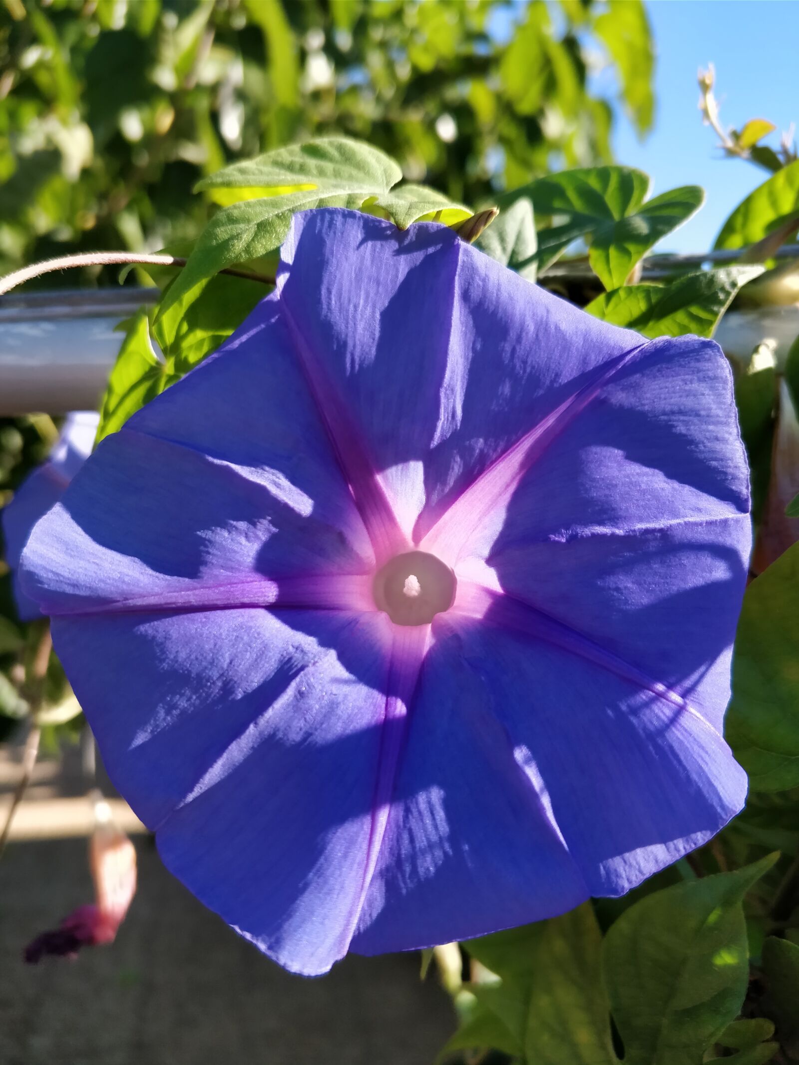 OnePlus 5 sample photo. Flower, purple, purple flowers photography