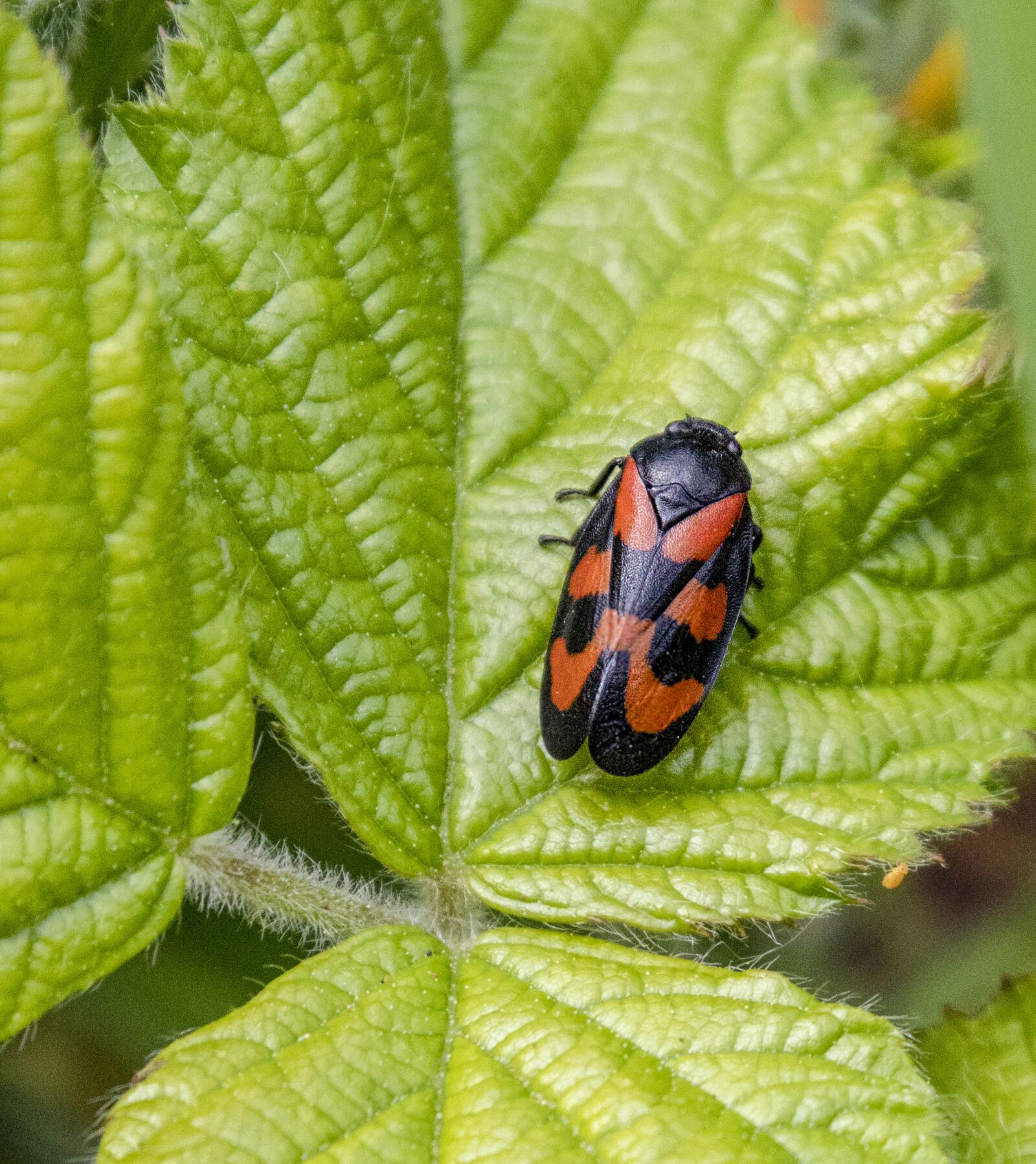 Sigma 100-400mm F5-6.3 DG OS HSM sample photo. Bug, insect, nature photography