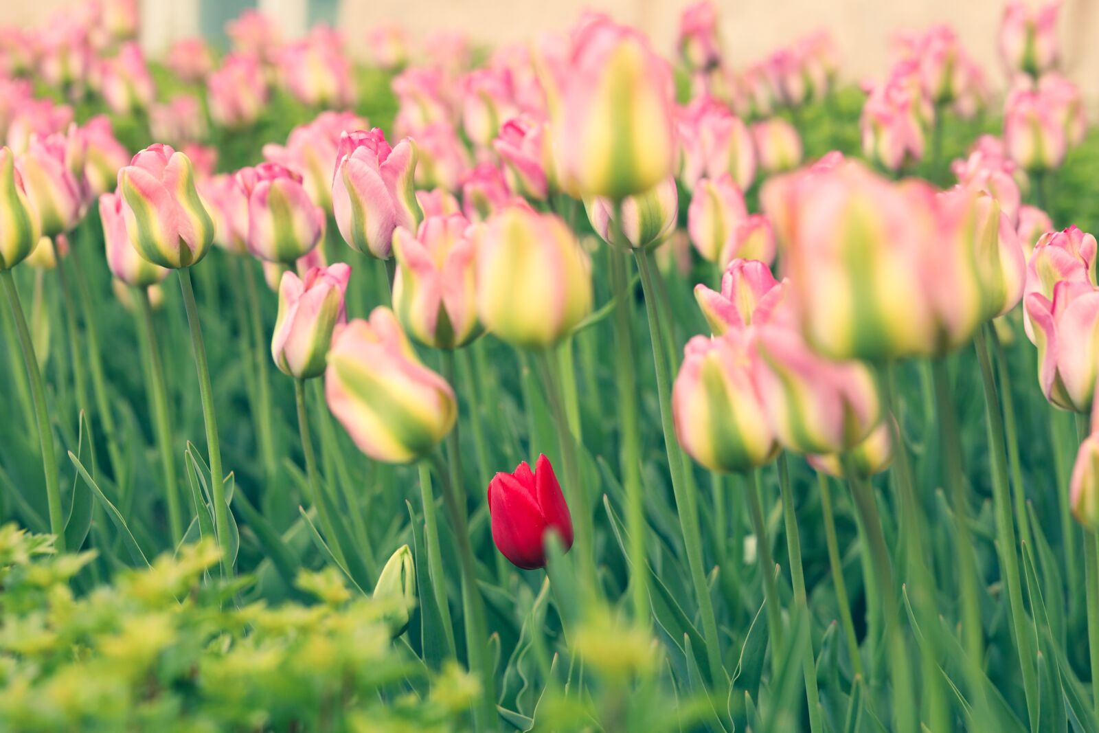 Canon EOS R sample photo. Tulip, garden, blossom photography