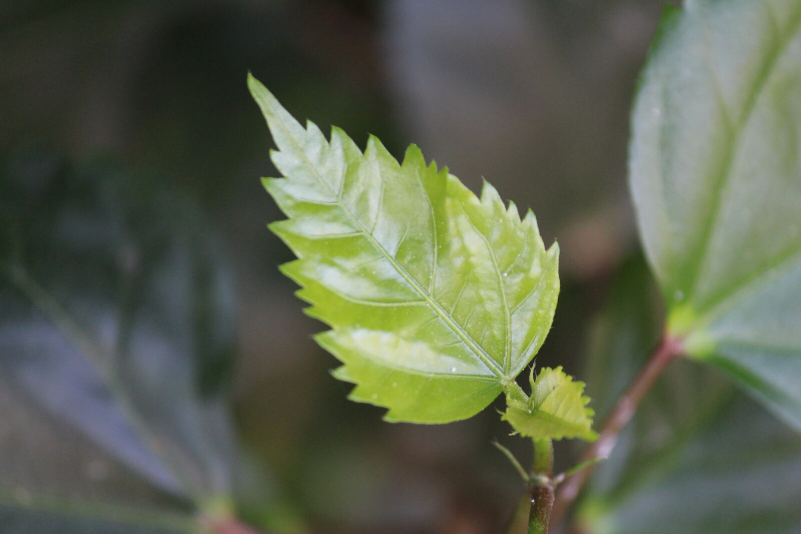 Canon EOS 700D (EOS Rebel T5i / EOS Kiss X7i) sample photo