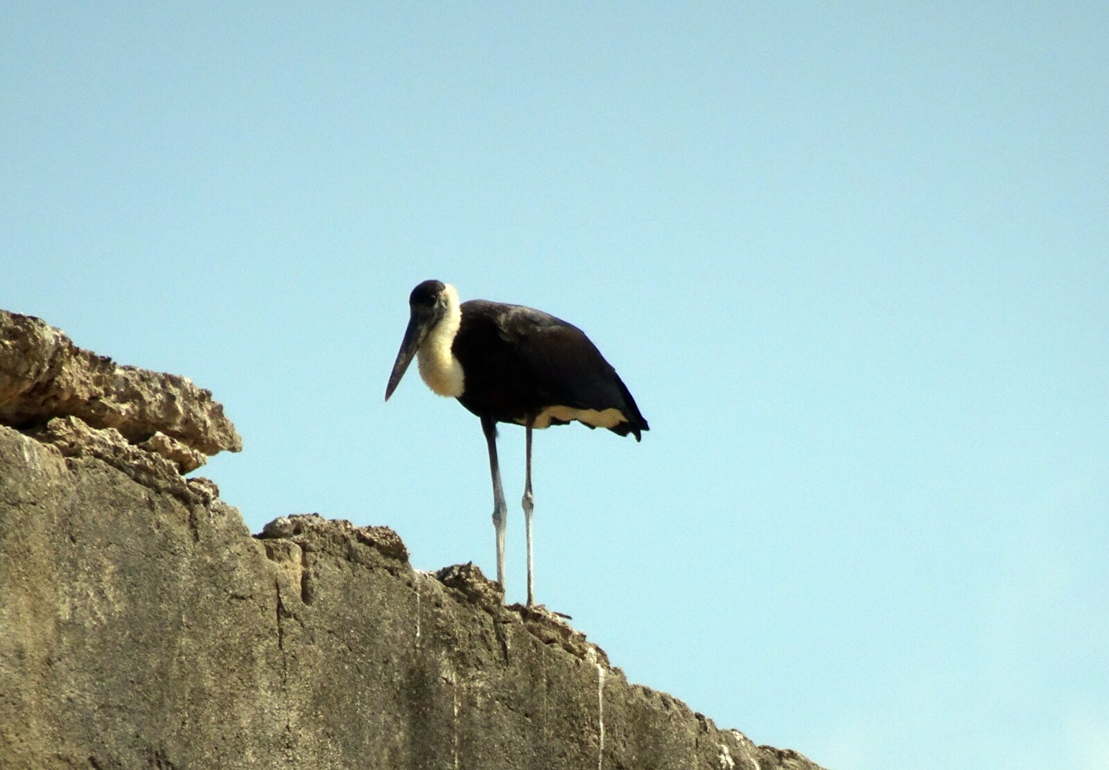 Sony Cyber-shot DSC-HX90V sample photo. Stork, woolly necked, ciconia photography