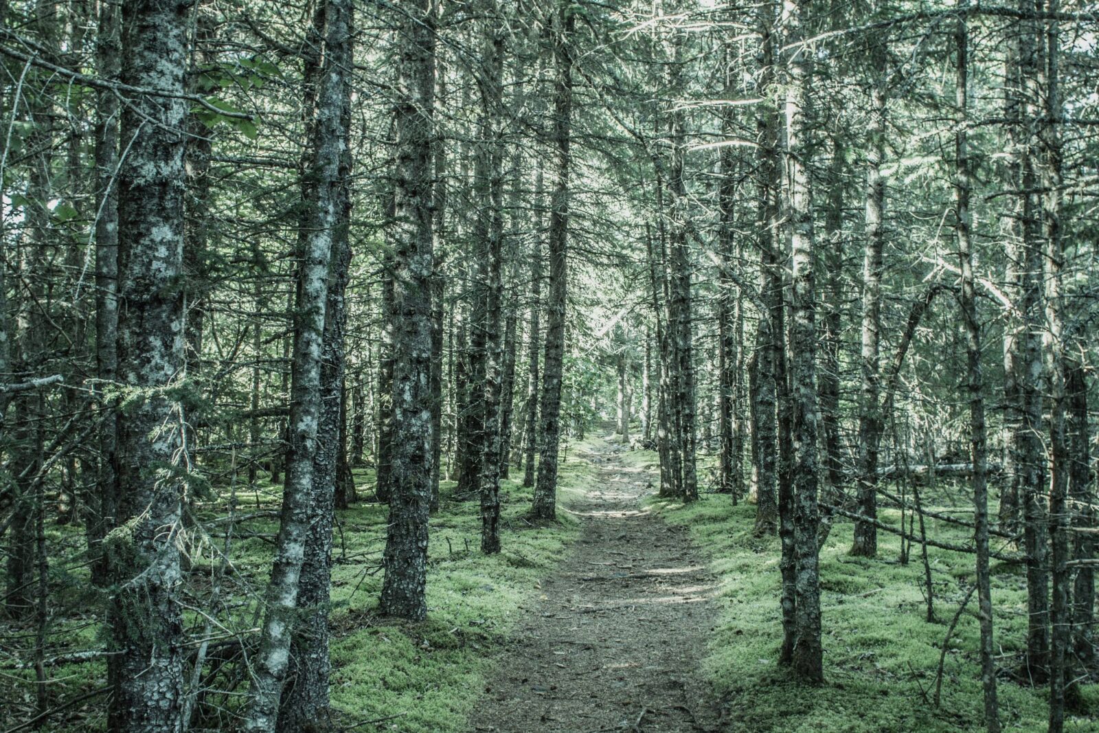 Nikon D5200 sample photo. Green, oak, tree, forest photography