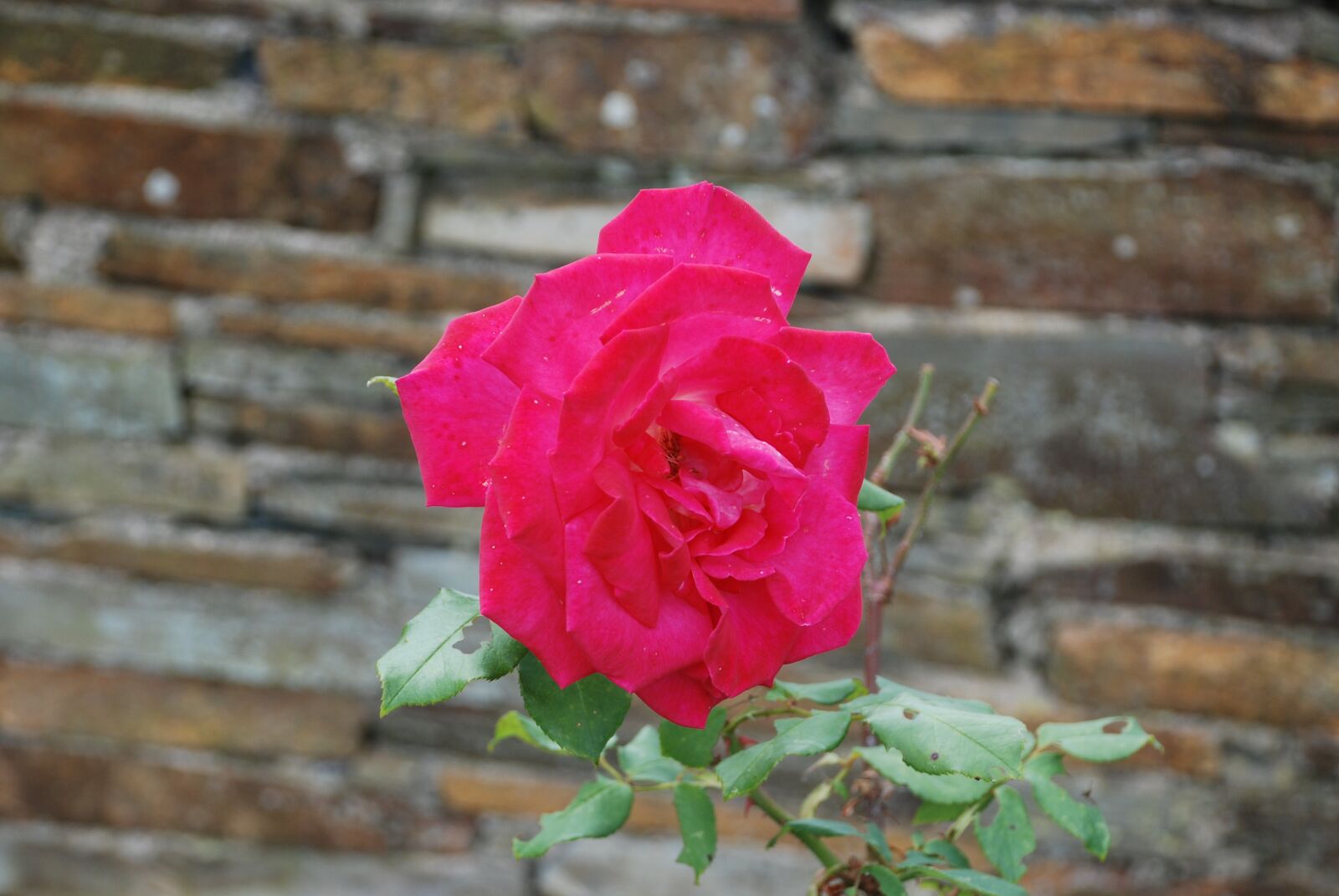Nikon D80 sample photo. Rosa, rosebush, flower photography