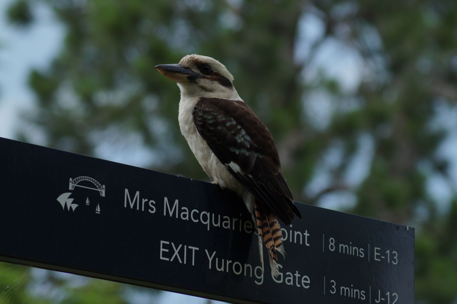 Sony SLT-A58 sample photo. Australia, sydney, park photography