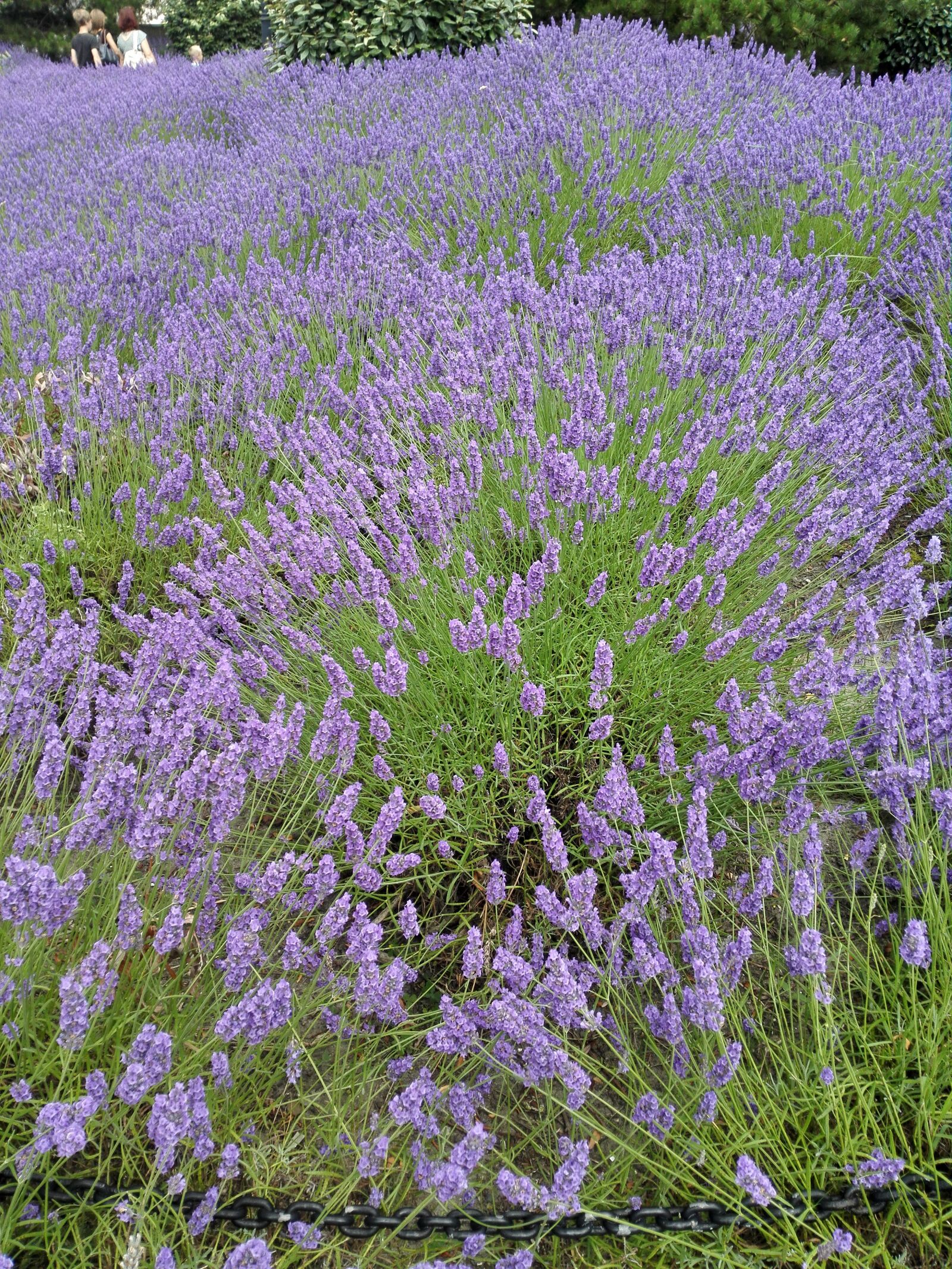 HUAWEI Mate 7 sample photo. Lavender, summer, vacations photography