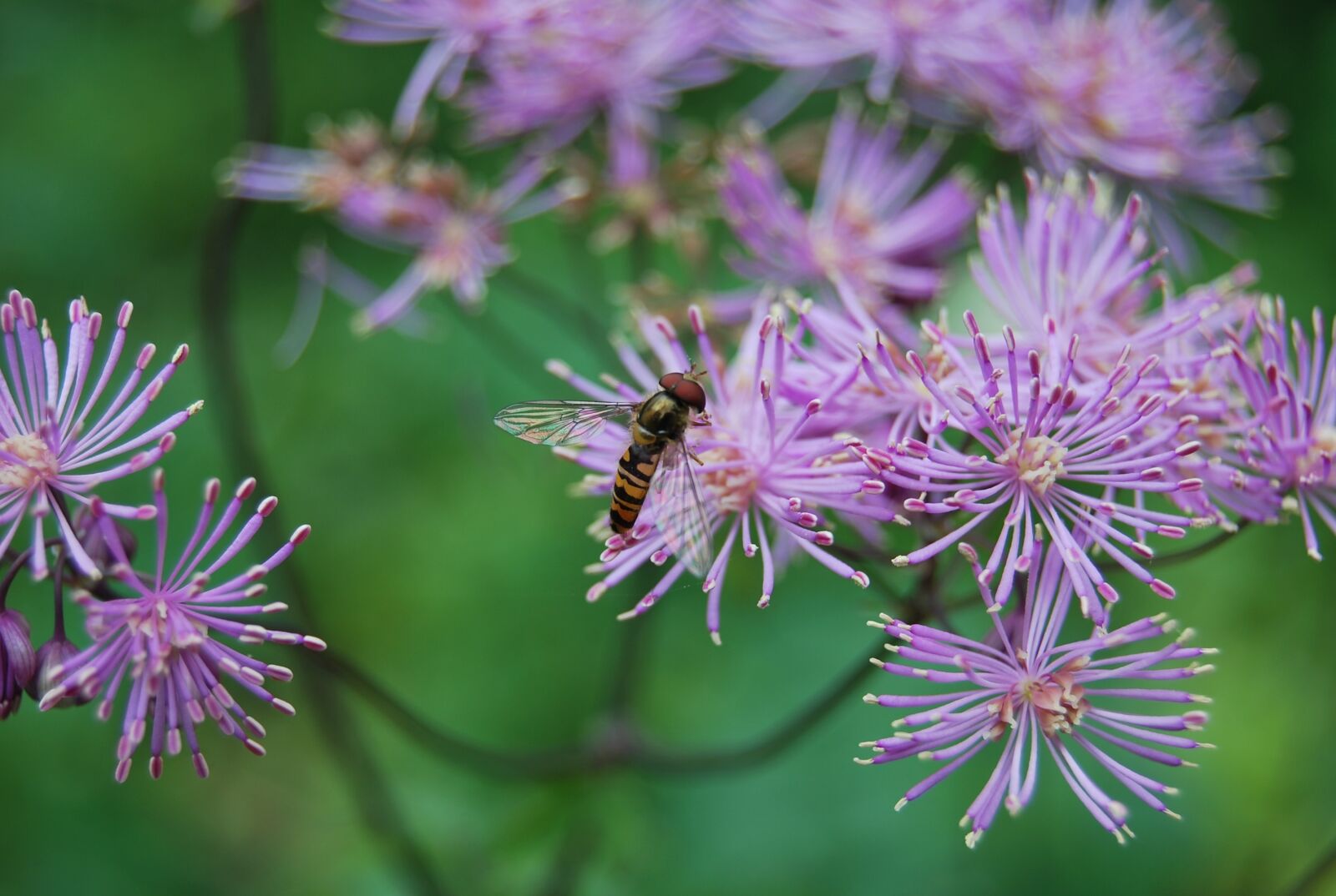 Nikon D60 sample photo. Flower, paradise, leaf photography