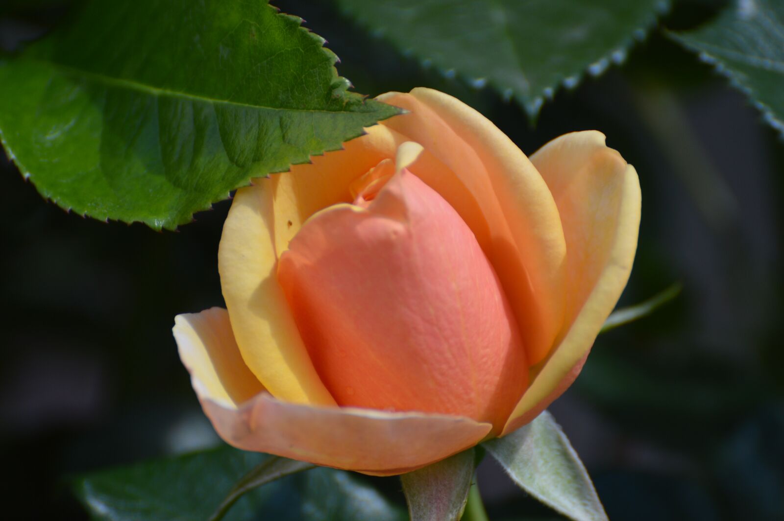 Nikon D3200 sample photo. Rose, flower, garden photography