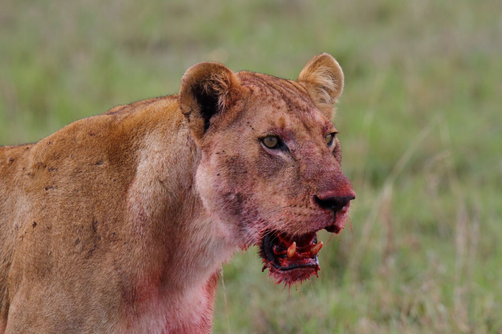 Canon EOS 7D sample photo. Lion, predator, beast photography