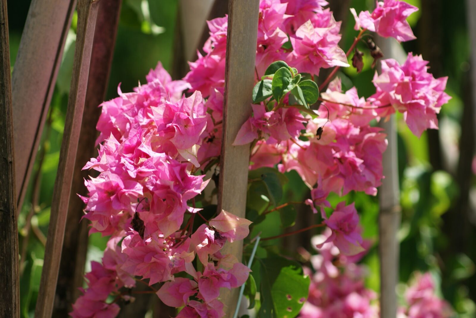 Sony Alpha DSLR-A300 sample photo. Nature, flower, rosa photography