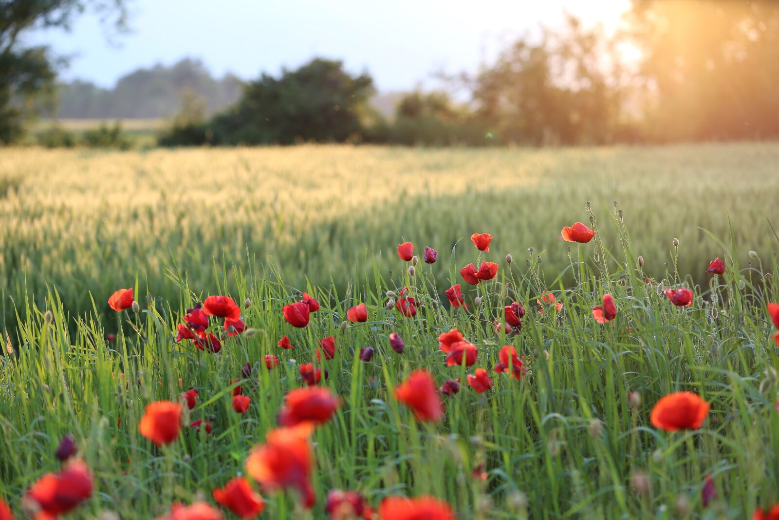 Canon EF 70-300 F4-5.6 IS II USM sample photo. Red poppys, wheat field photography