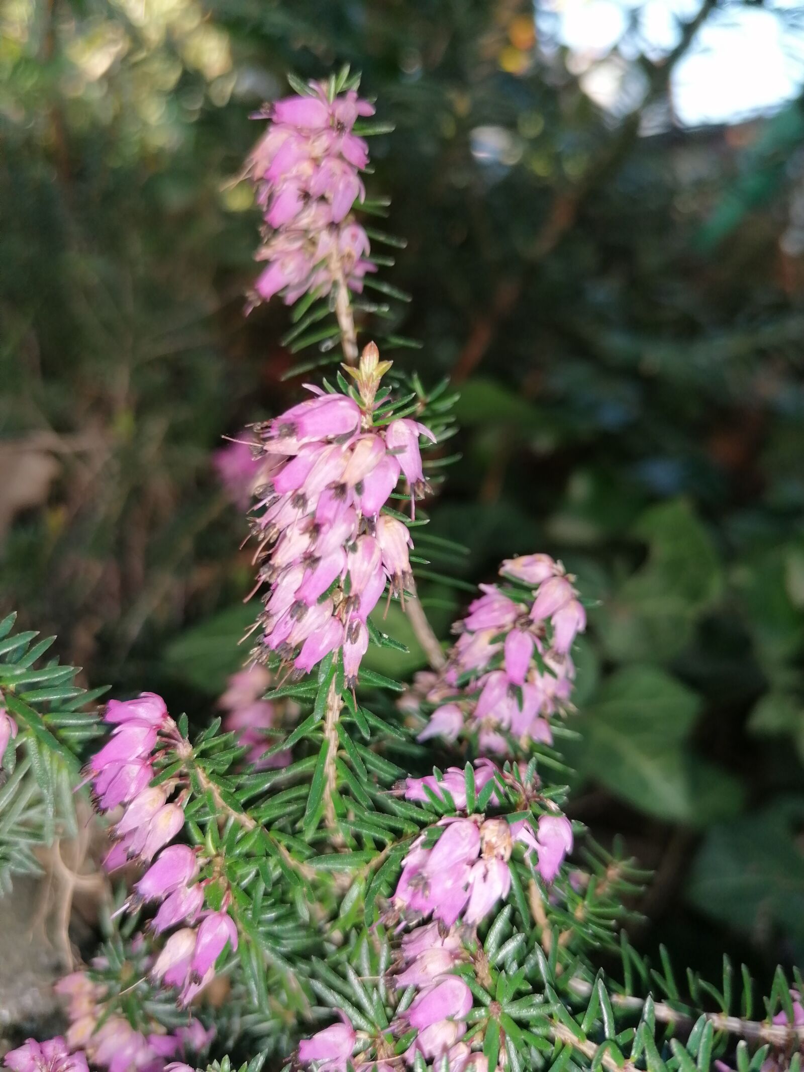 HUAWEI P30 LITE sample photo. Flower, wild flower photography