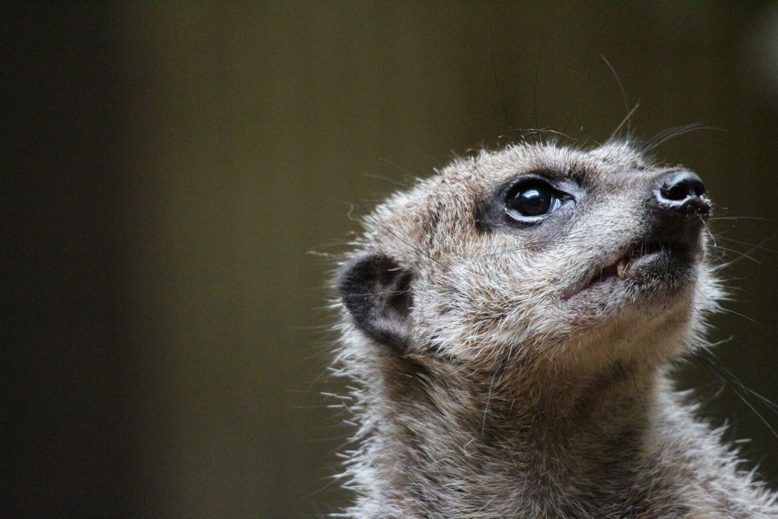 Canon EOS M2 sample photo. Animal, meerkat, zoo photography