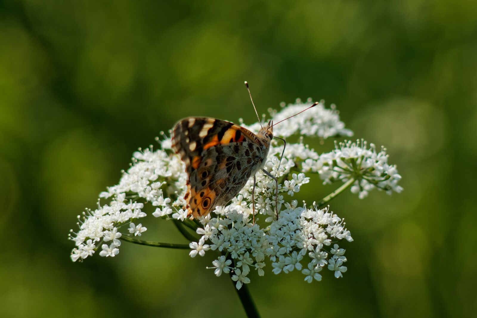 Canon EOS 500D (EOS Rebel T1i / EOS Kiss X3) sample photo. Butterfly, macro, nature photography