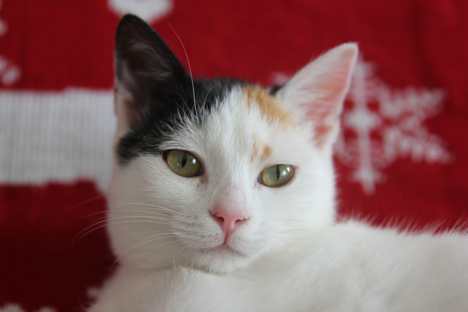Canon EOS 550D (EOS Rebel T2i / EOS Kiss X4) sample photo. Cat, cats, animal photography