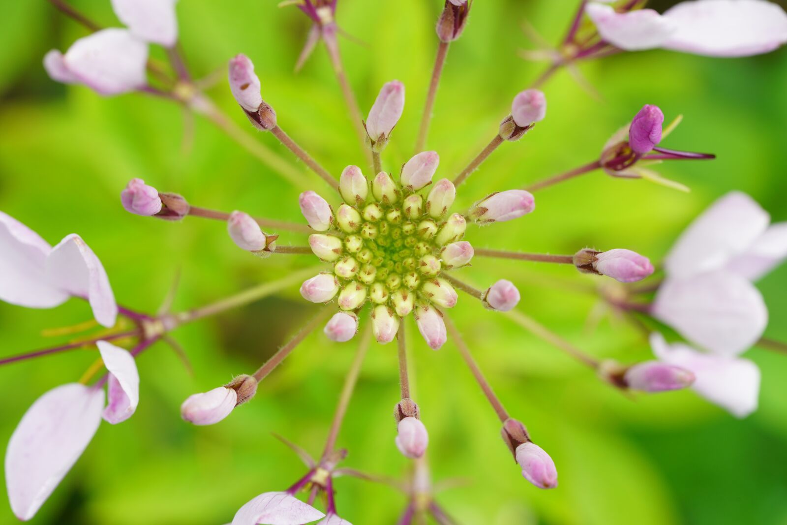 Sony a7R III + Sony FE 90mm F2.8 Macro G OSS sample photo. Sarubia, flower, nature photography