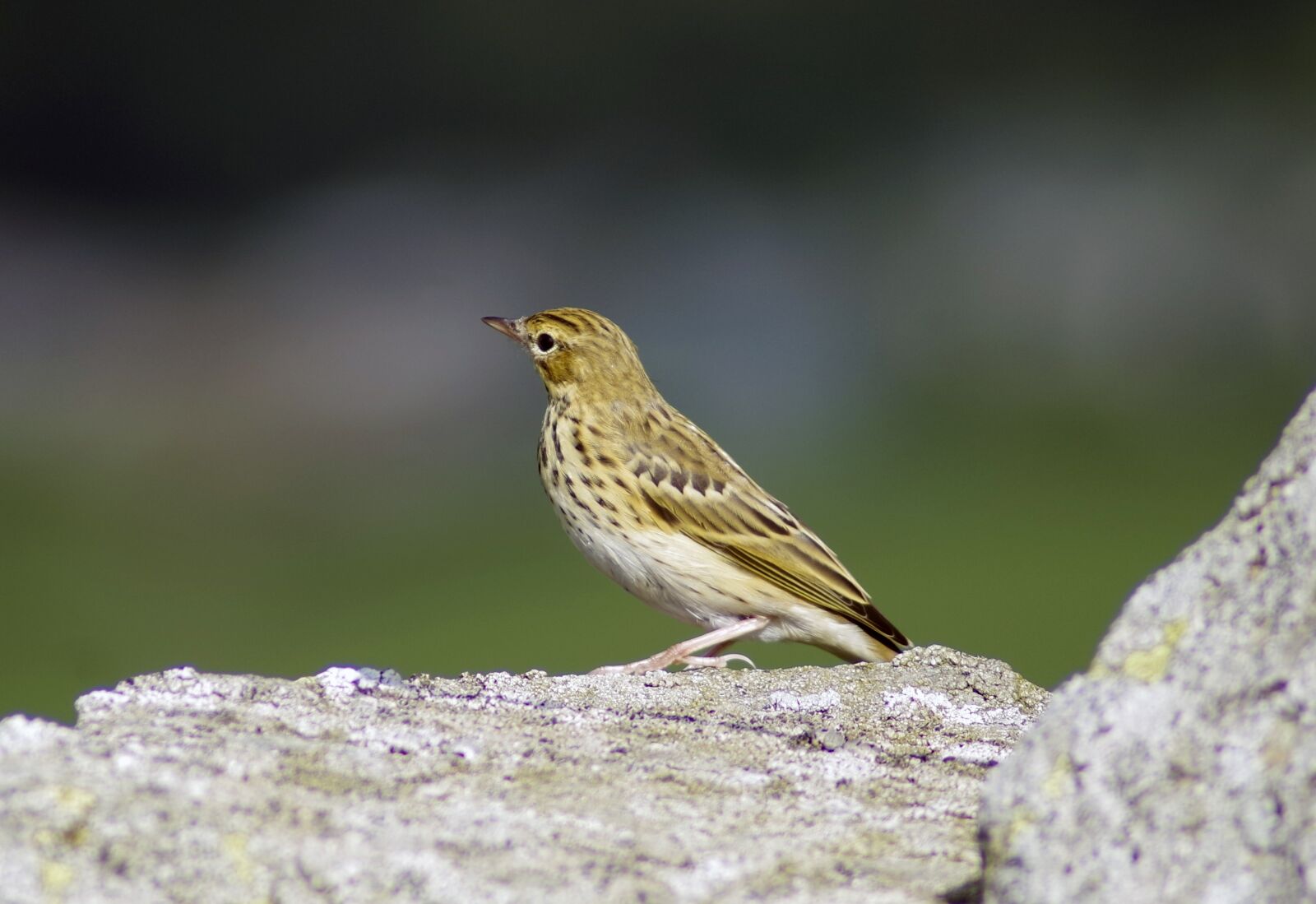 Pentax K-S1 sample photo. Yellowhammer, bird, garden photography