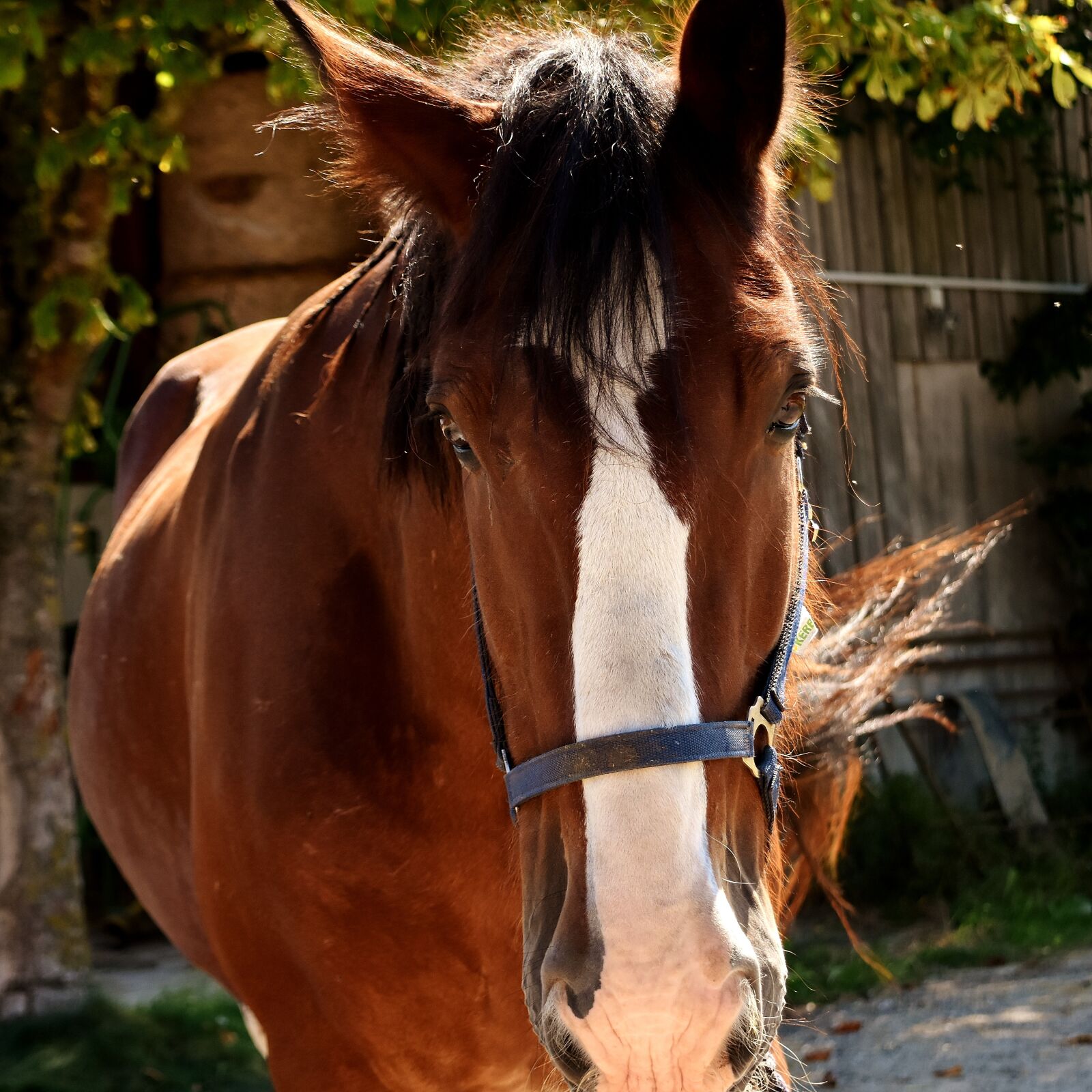 Nikon D7200 sample photo. Shire horse, horse, big photography
