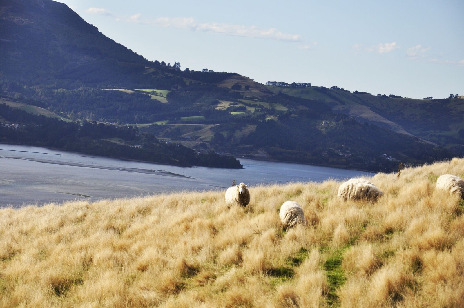 Nikon D90 sample photo. Sheep, ram, ewe photography