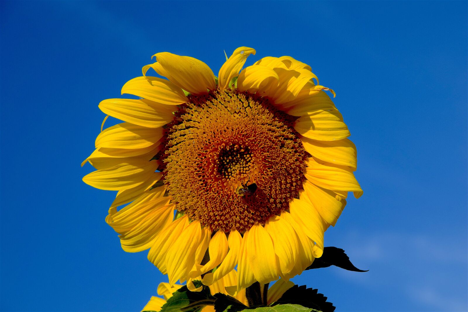 Nikon D3300 sample photo. Sunflower, bee, sky photography