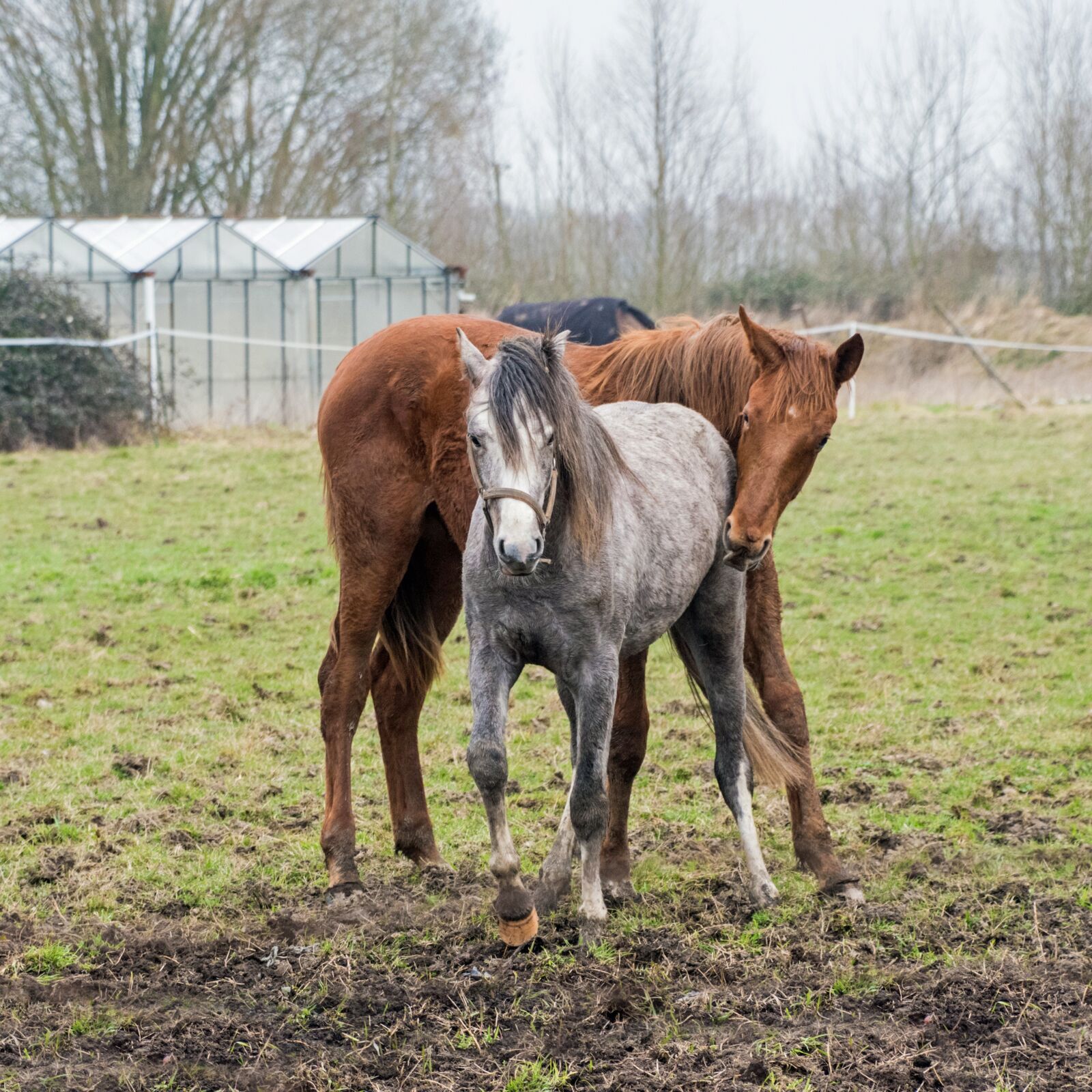 Nikon D500 sample photo. Foal, horse, pre photography