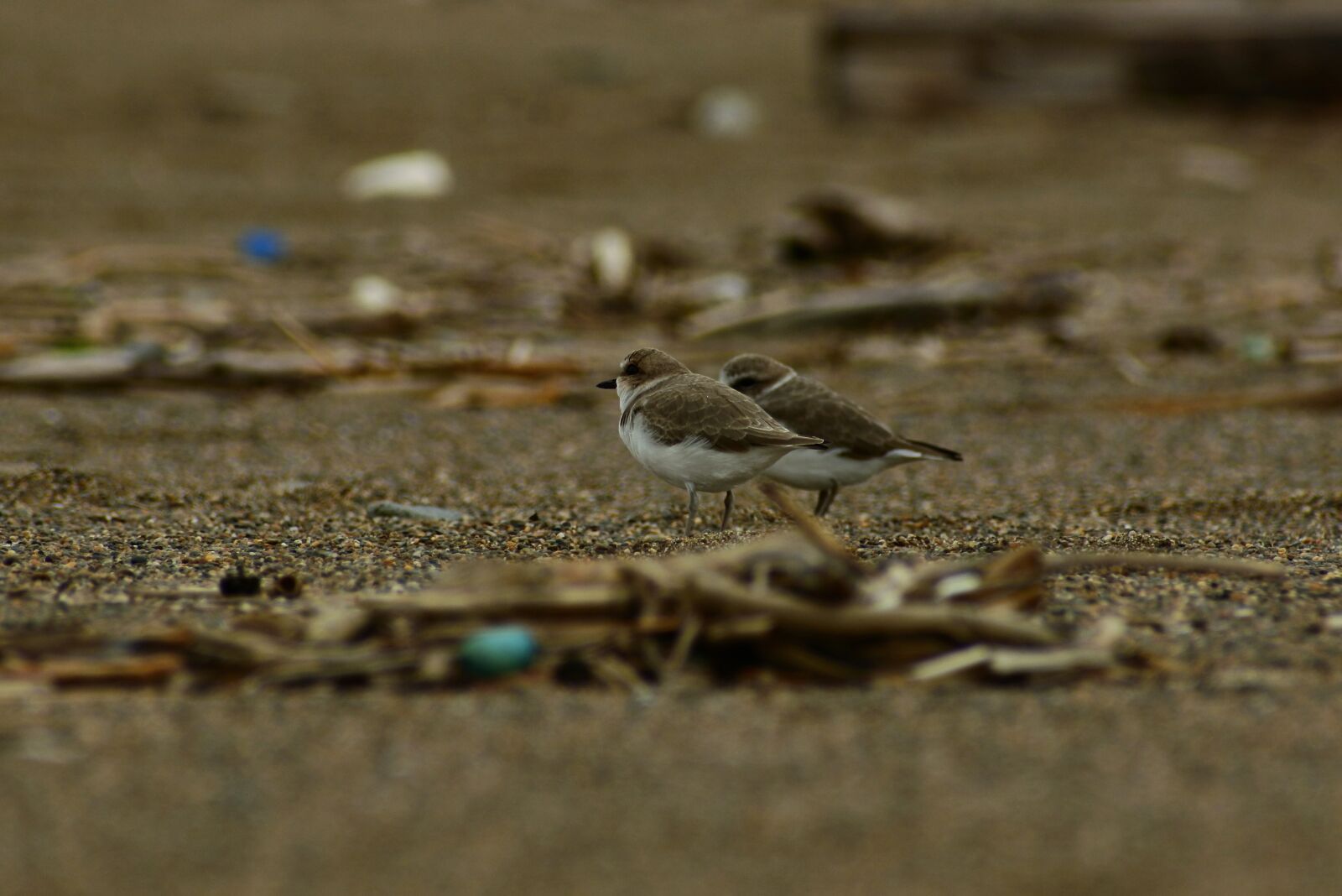 VR 70-300mm f/4.5-6.3G sample photo. Animal, sea, beach photography