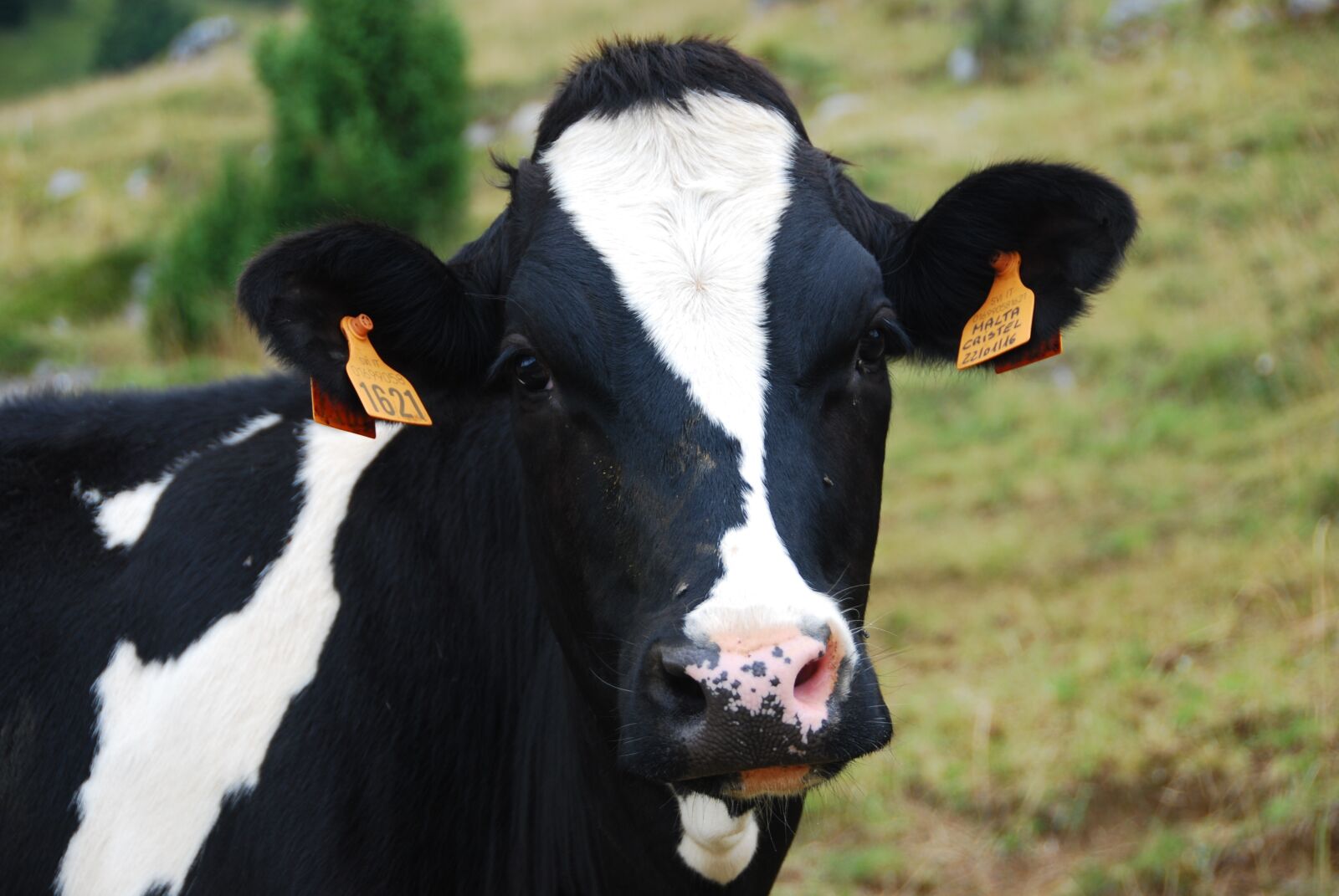 Nikon D80 sample photo. Cow, pasture, mountain photography