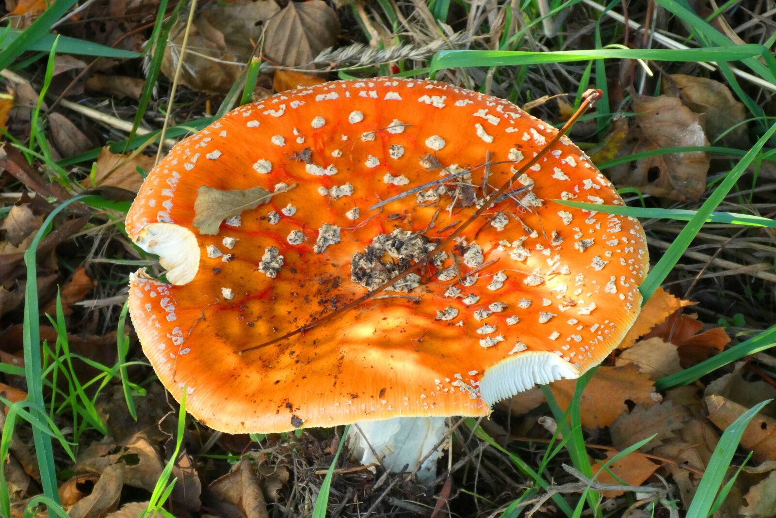 Panasonic Lumix DC-ZS70 (Lumix DC-TZ90) sample photo. Fly agaric, autumn, mushroom photography