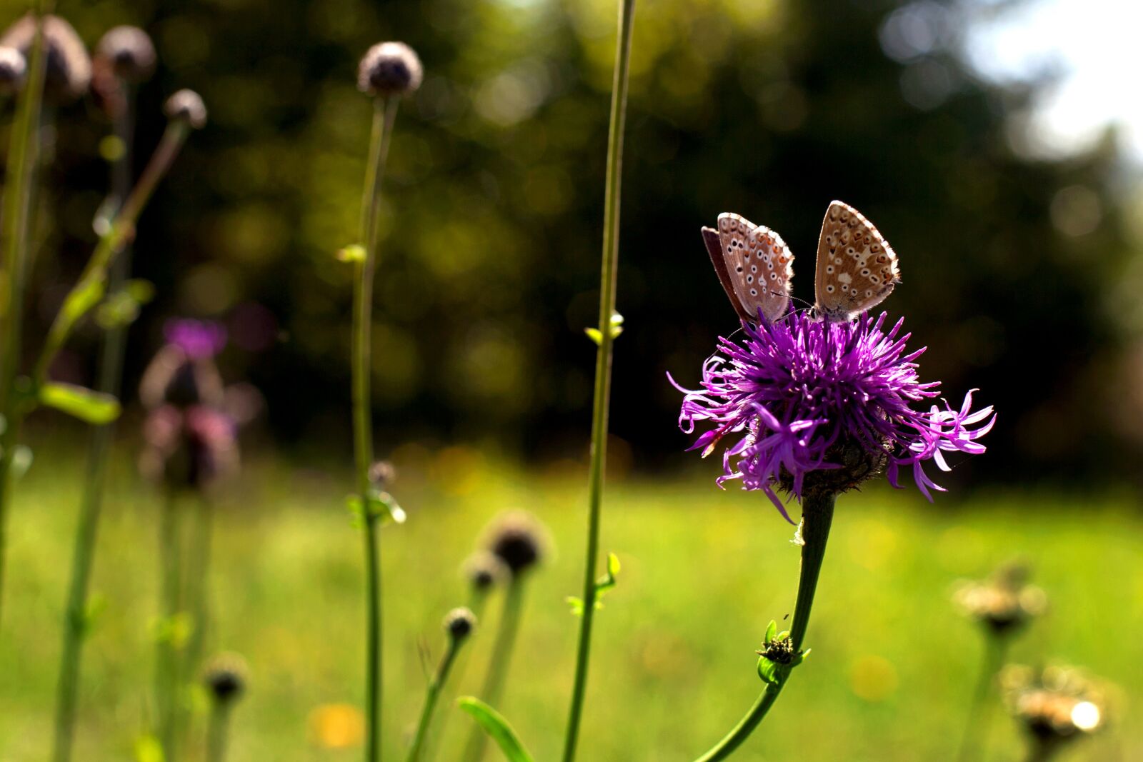Canon EOS 5D Mark II sample photo. Butterflies, insect, flower photography