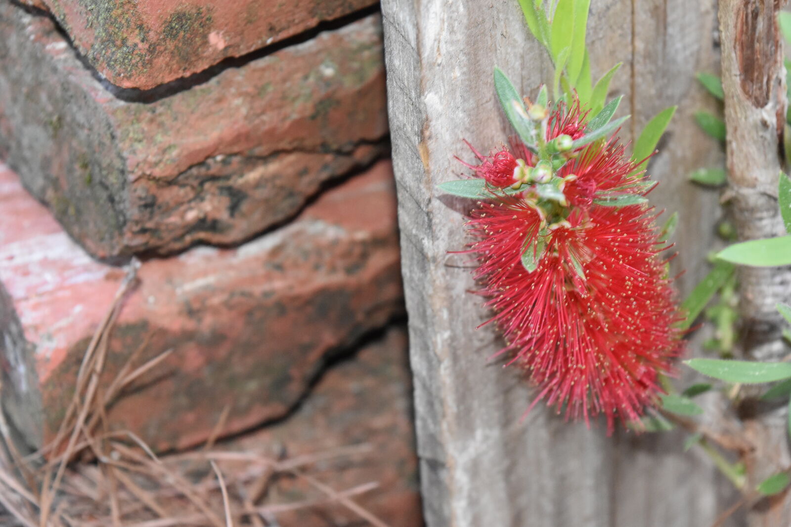 Nikon D5500 sample photo. Bottle, brush photography