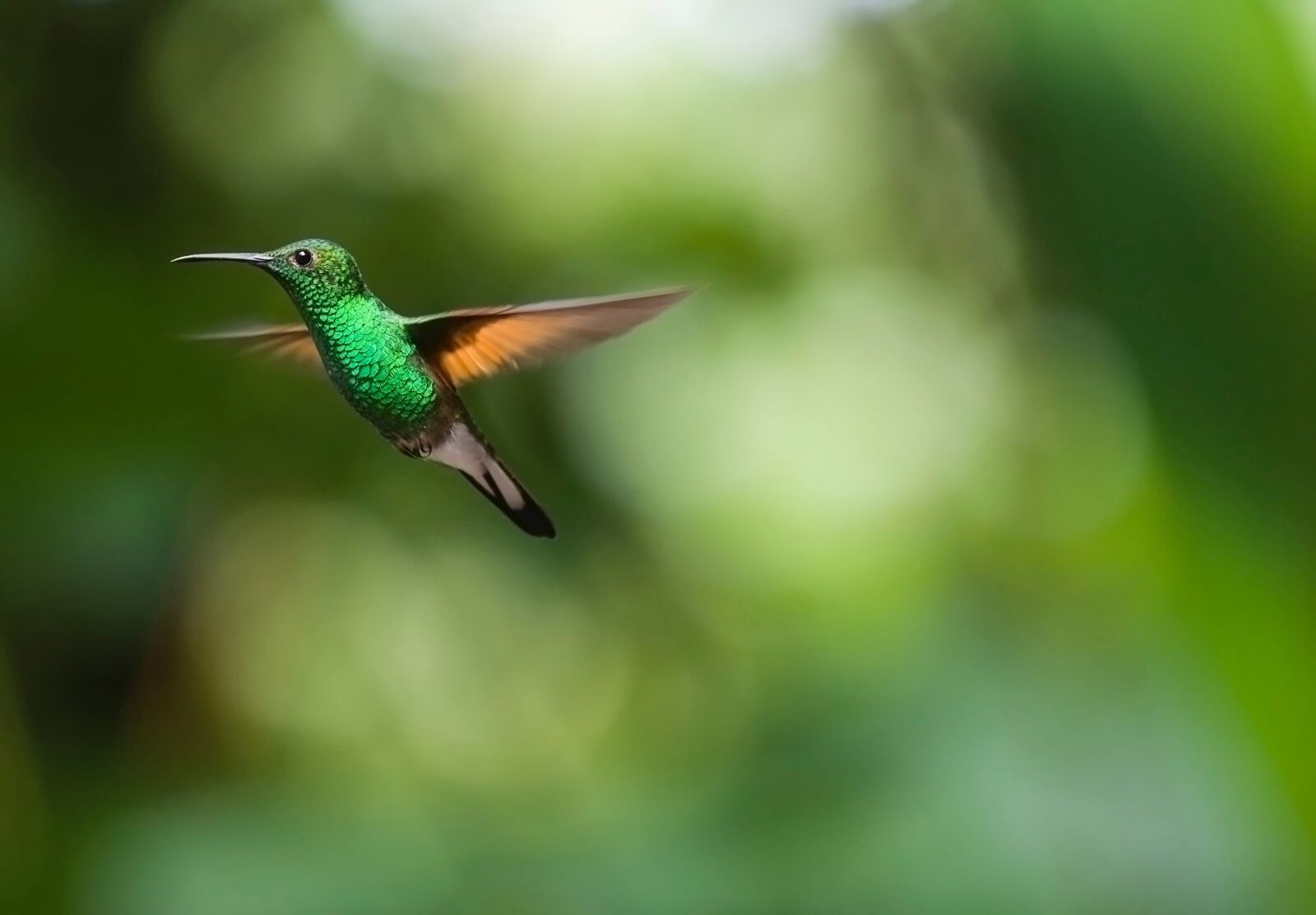 Nikon D3S sample photo. Hummingbird, bird, trochilidae photography