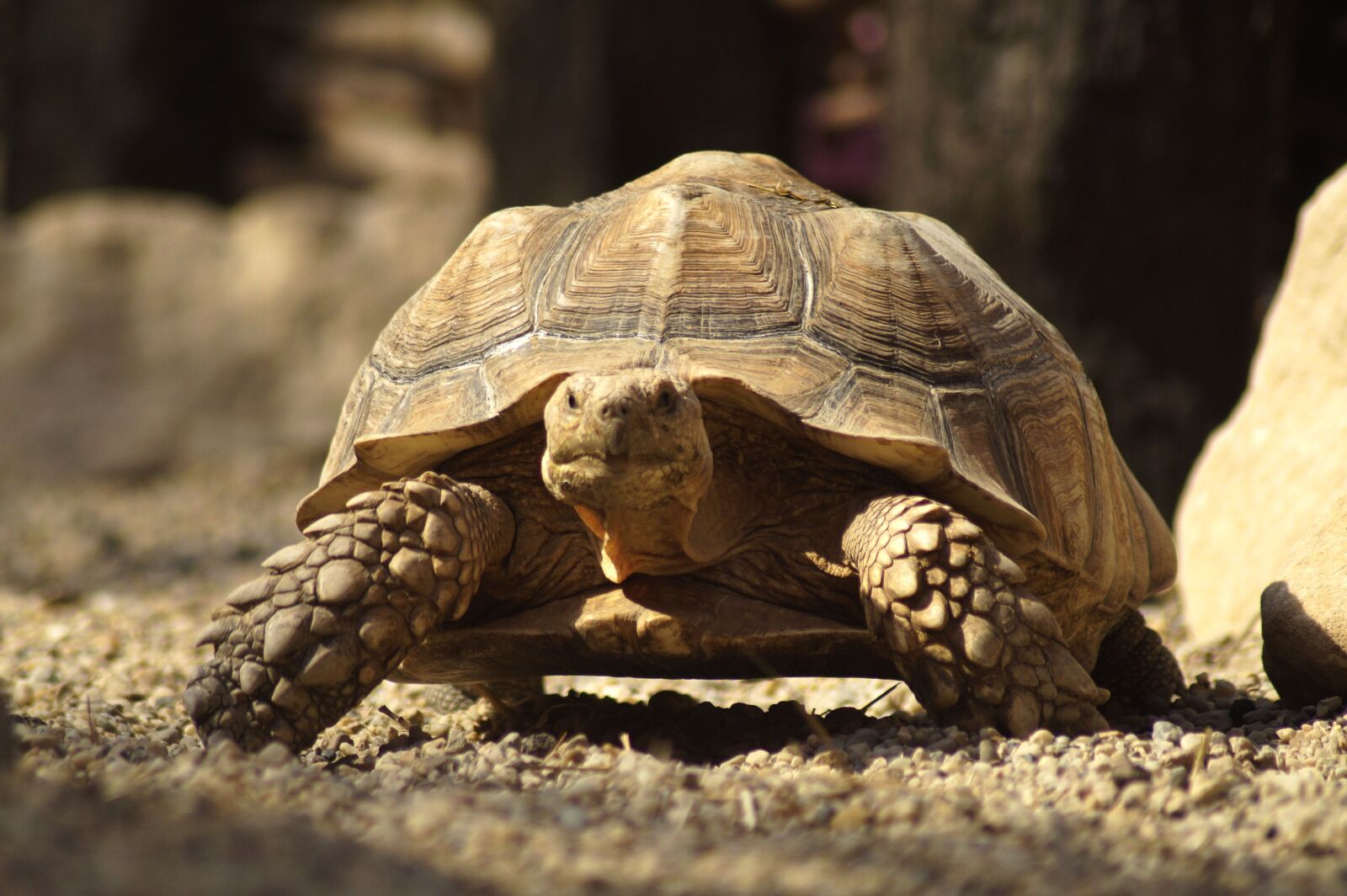 Sony SLT-A58 sample photo. Turtle, giant tortoise, carapace photography