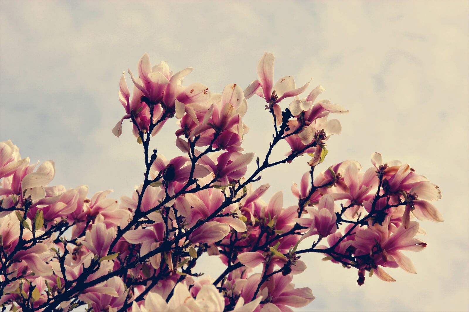 Canon EOS 1200D (EOS Rebel T5 / EOS Kiss X70 / EOS Hi) sample photo. Magnolia, flowers, tree photography