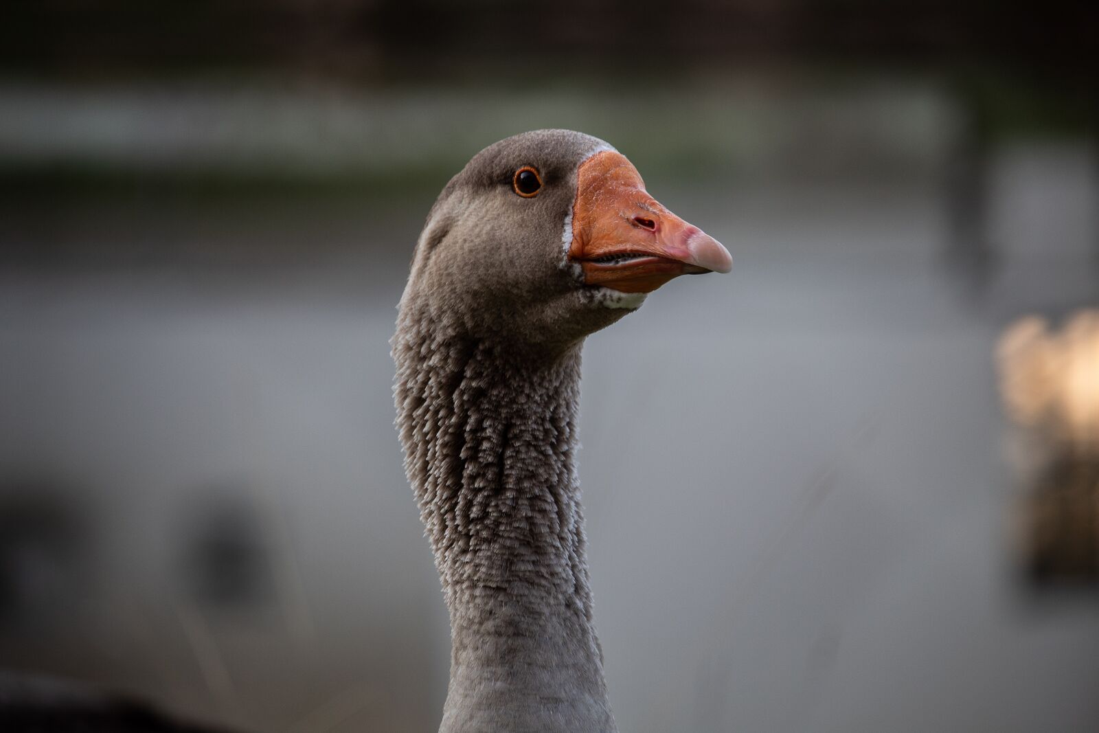 Canon EF-S 55-250mm F4-5.6 IS STM sample photo. Duck, goose, animal photography