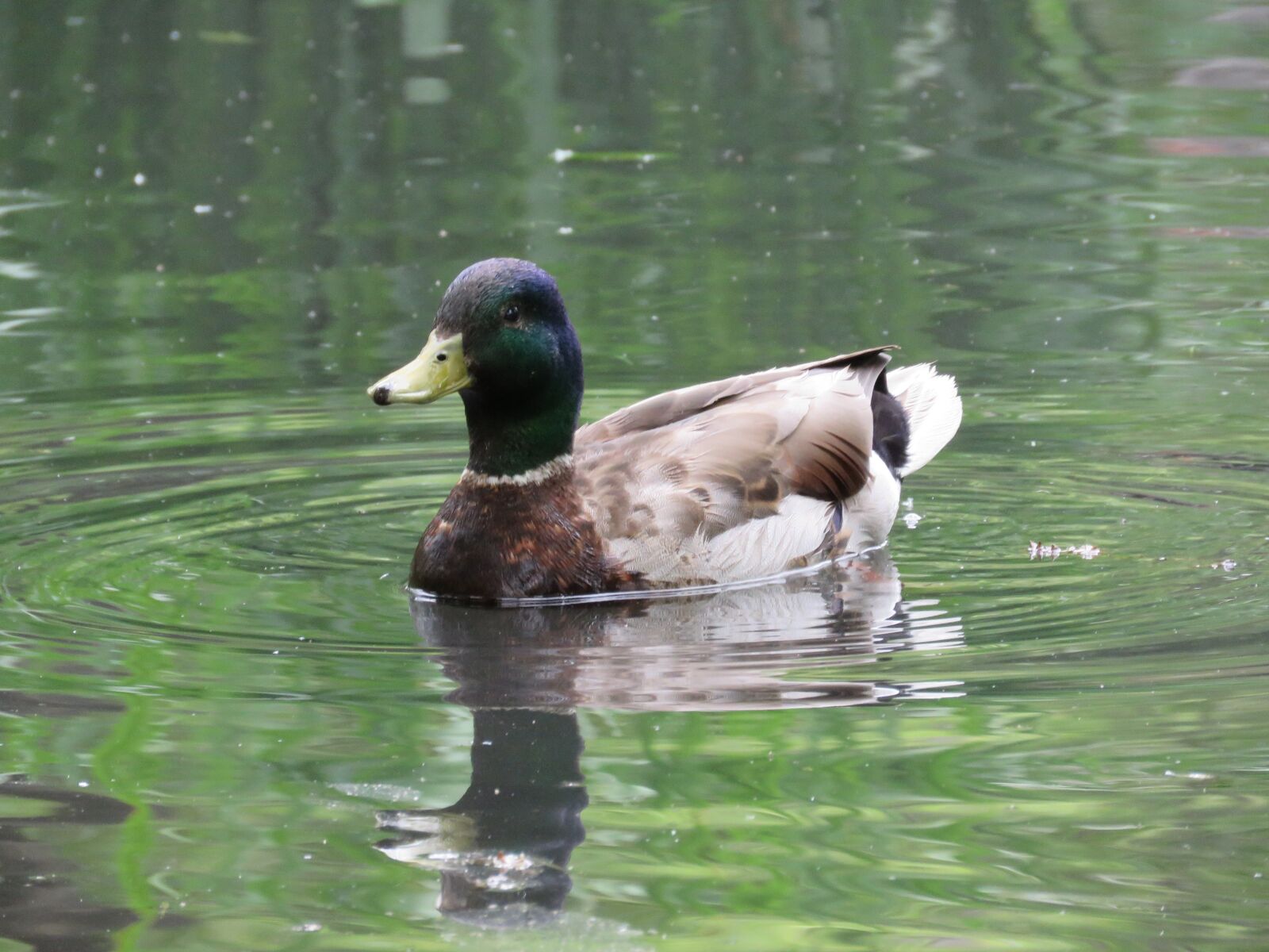 Canon PowerShot SX60 HS sample photo. Mallard duck, mallard, duck photography