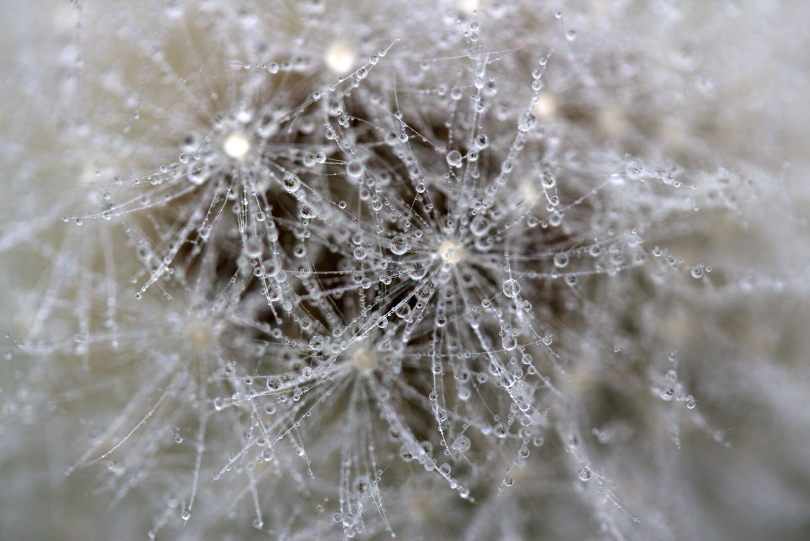 Canon EF-S 60mm F2.8 Macro USM sample photo. Dandelion, drops, wet photography