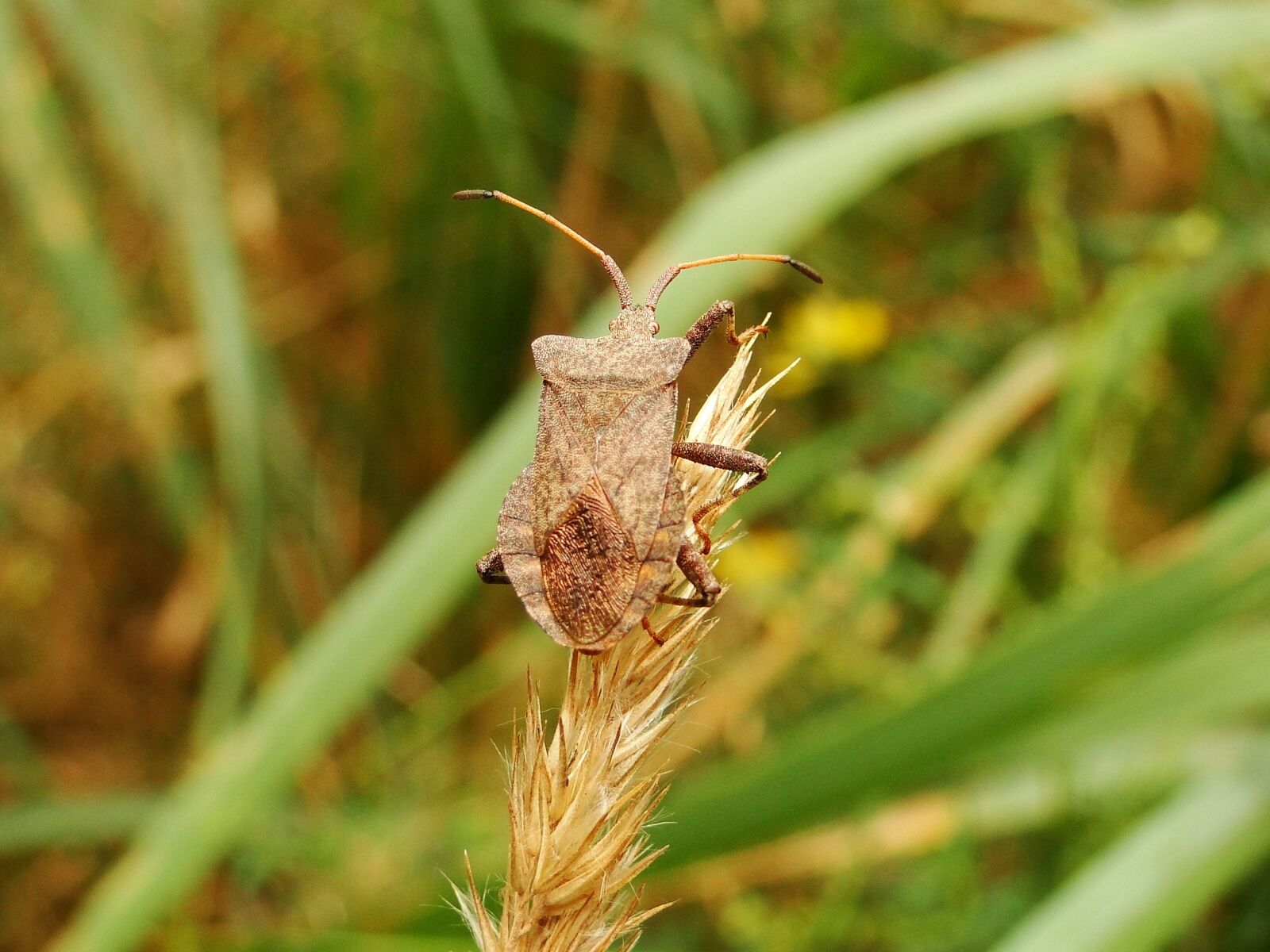 Sony Cyber-shot DSC-HX1 sample photo. Nature, insect, lawn photography